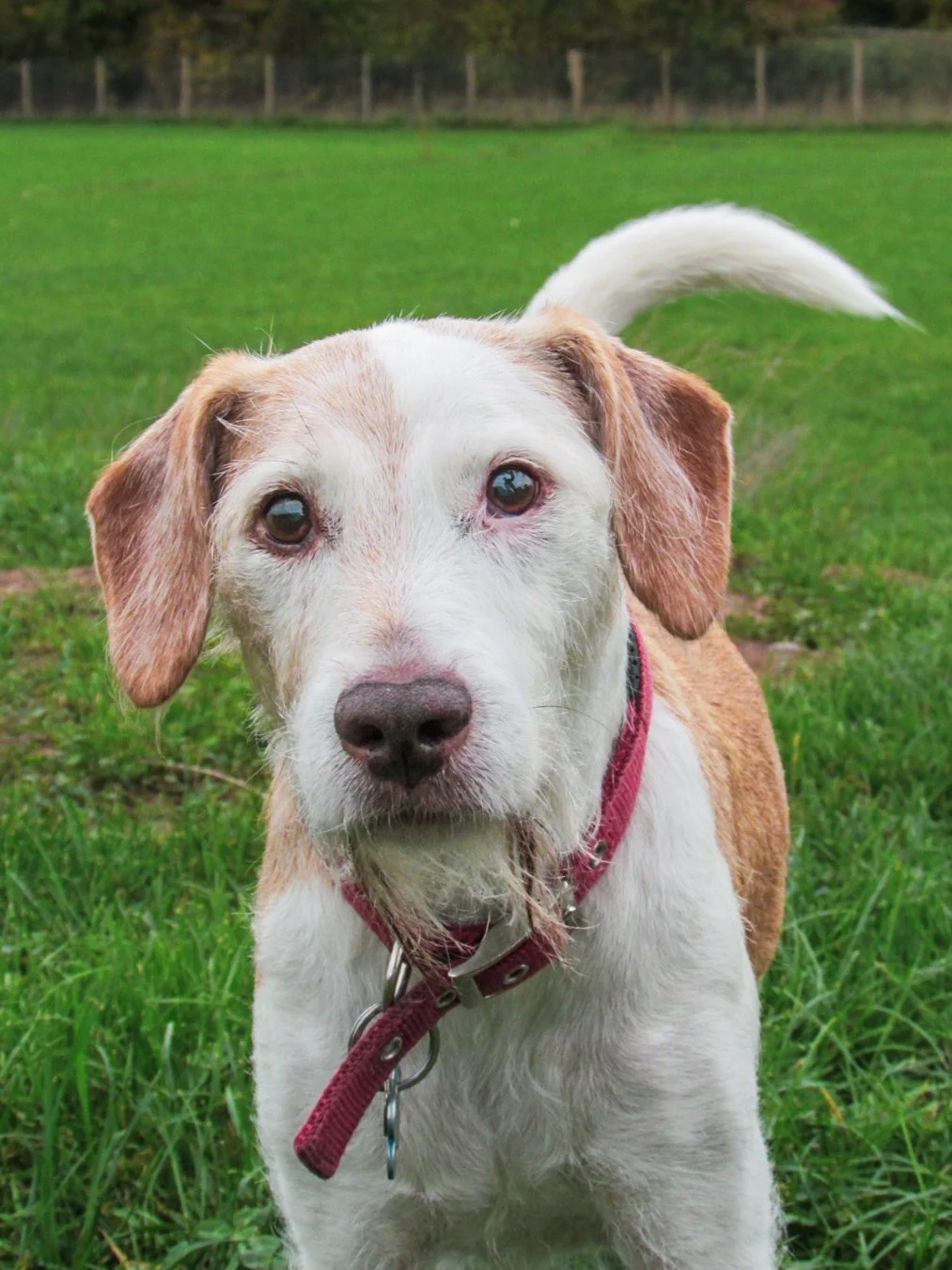 Close-up of a white and tan dog with floppy ears, wearing a red collar, standing on green grass, with a fence and trees in the background.