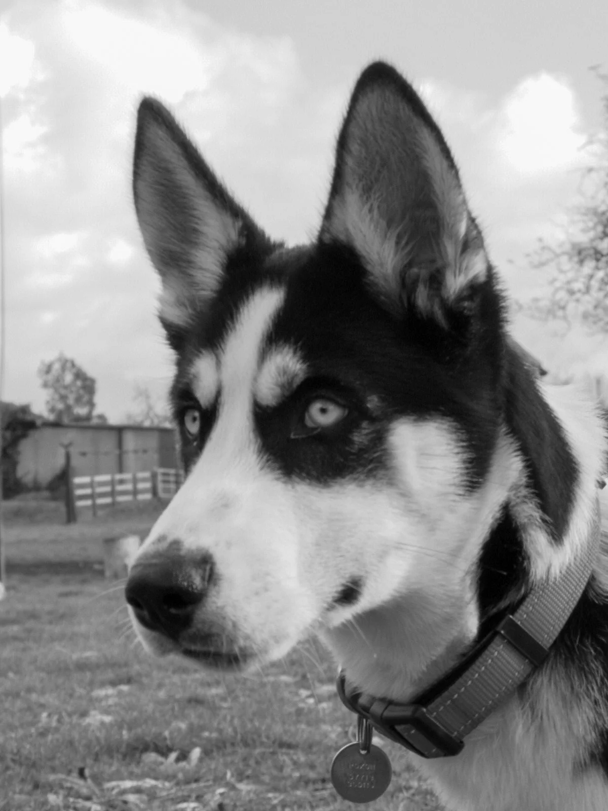 Black and white photo of Siberian Husky dog with piercing eyes, outdoors in a field
