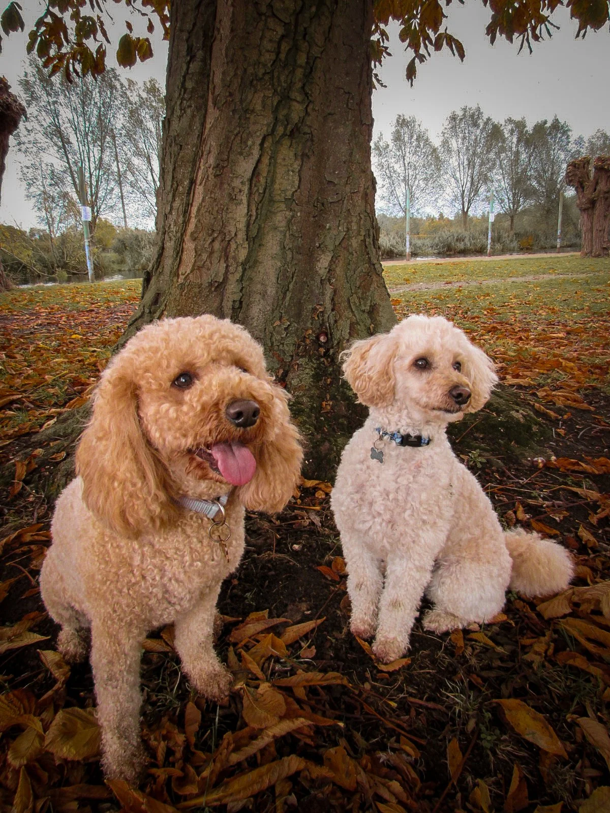 Two curly-haired dogs sitting under a large tree in a park with fallen leaves on the ground.