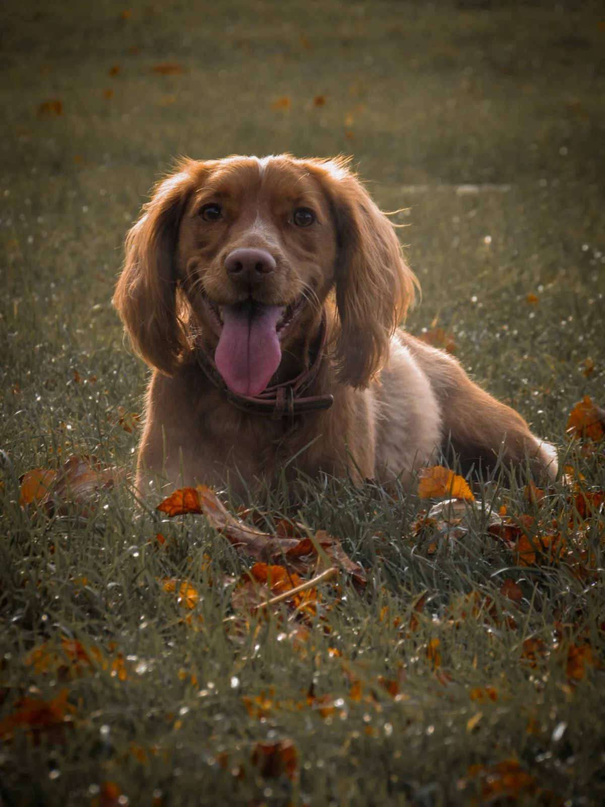 A happy brown dog lying on the grass with fallen leaves, tongue out, during daytime.