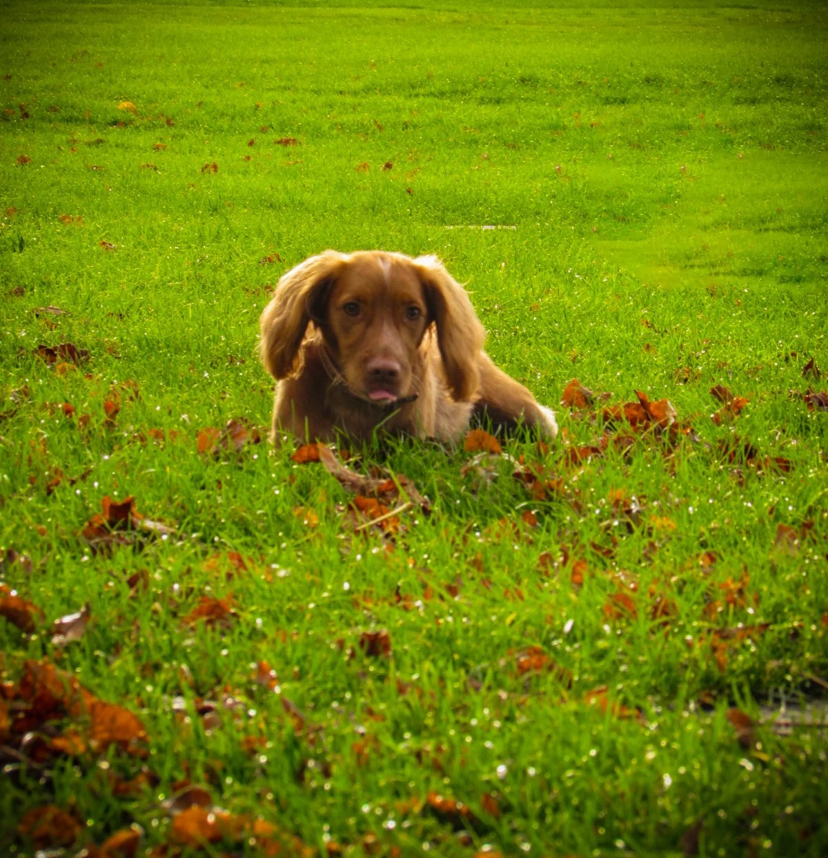 A brown dog lying on green grass with fallen leaves, looking at the camera.