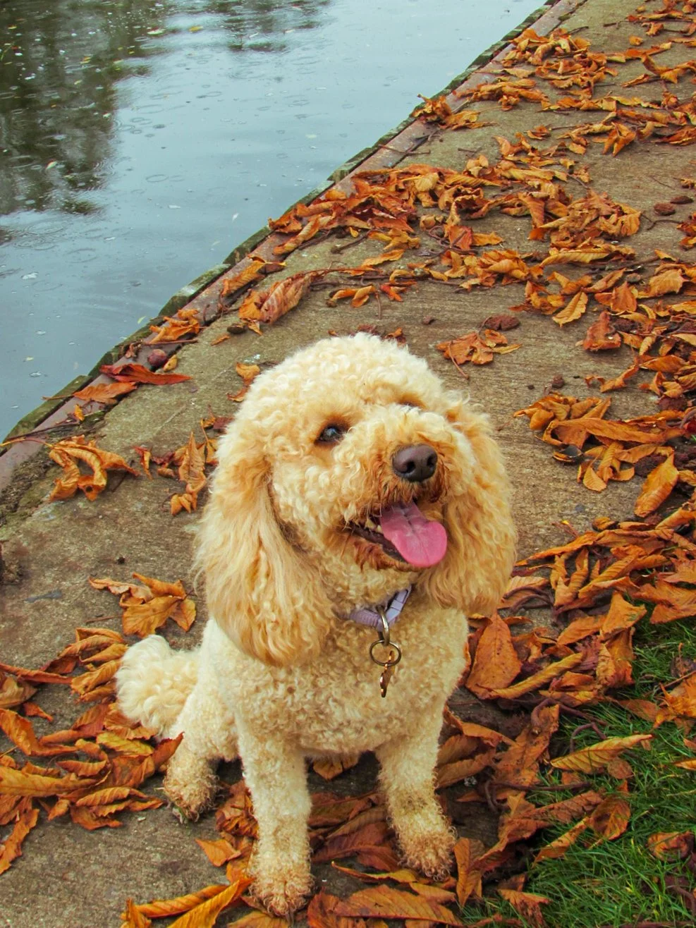 A happy, curly-haired dog sitting on a cracked concrete pathway beside a body of water, surrounded by fallen autumn leaves.