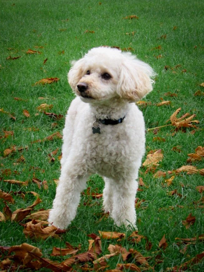 A cream-colored dog with curly fur standing on green grass with scattered brown and orange fallen leaves.