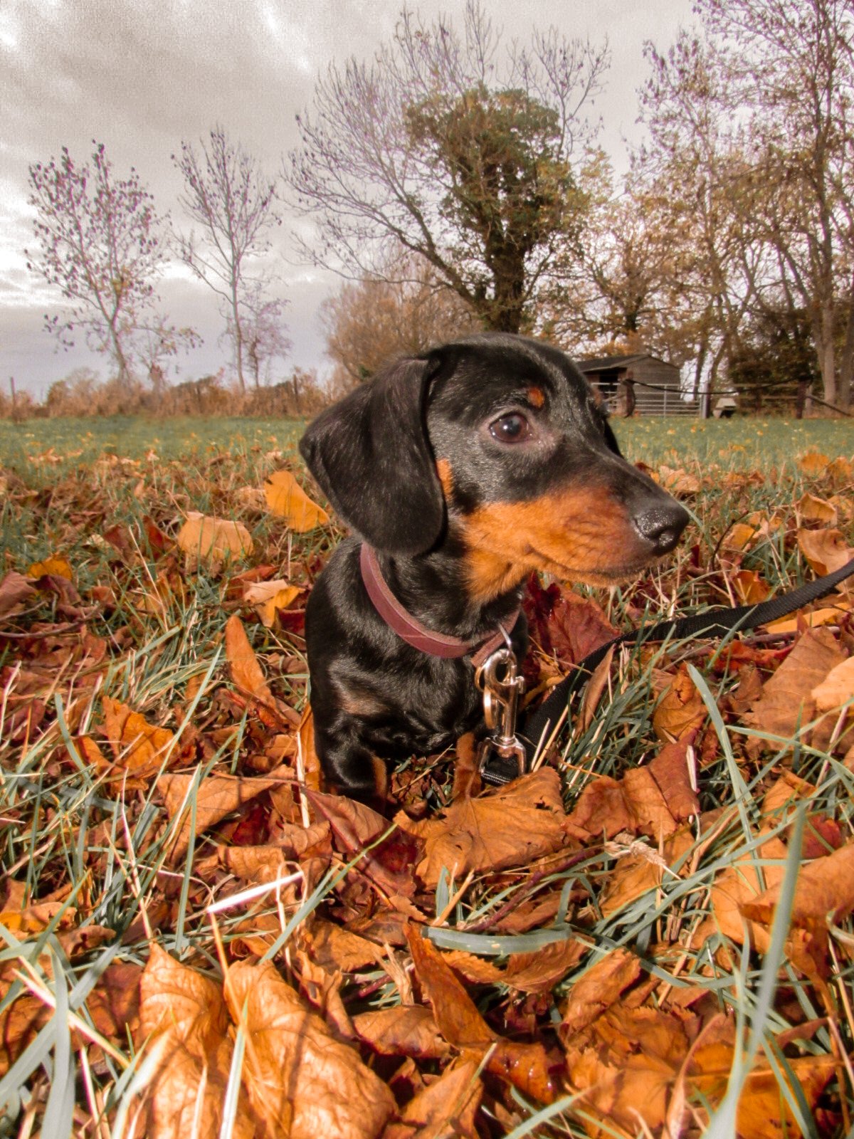 A black and tan Dachshund sitting in fallen autumn leaves in a park with trees and a small shed in the background.