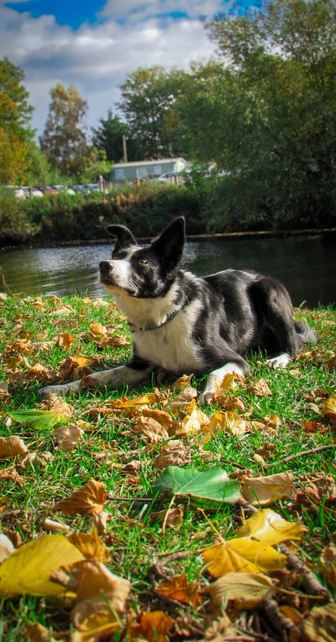 A black and white dog lying on a grassy area covered with fallen autumn leaves near a body of water, with trees and a blue sky with clouds in the background.