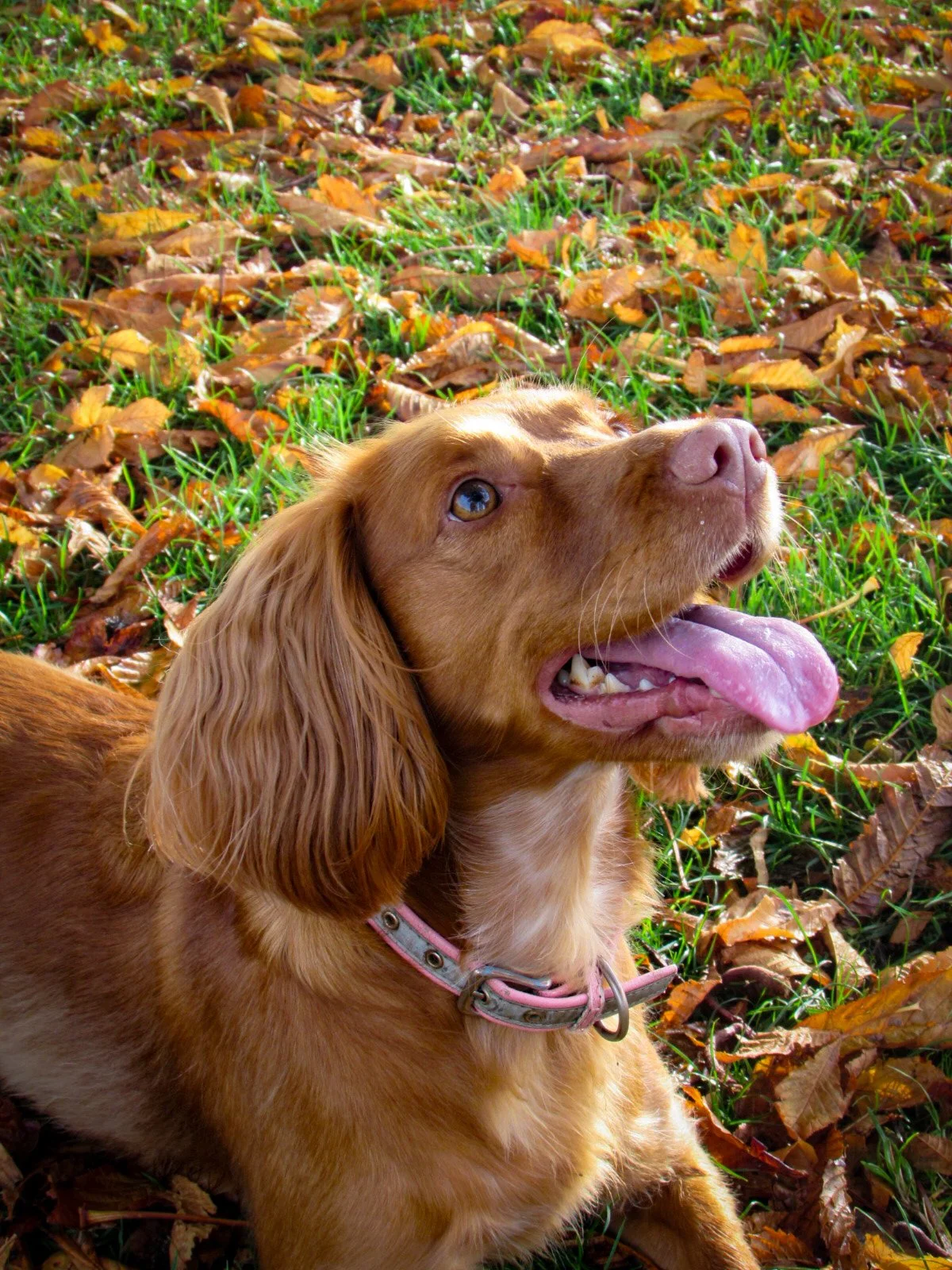A golden retriever dog lying on grass with fallen autumn leaves, looking upward with tongue out and mouth open.