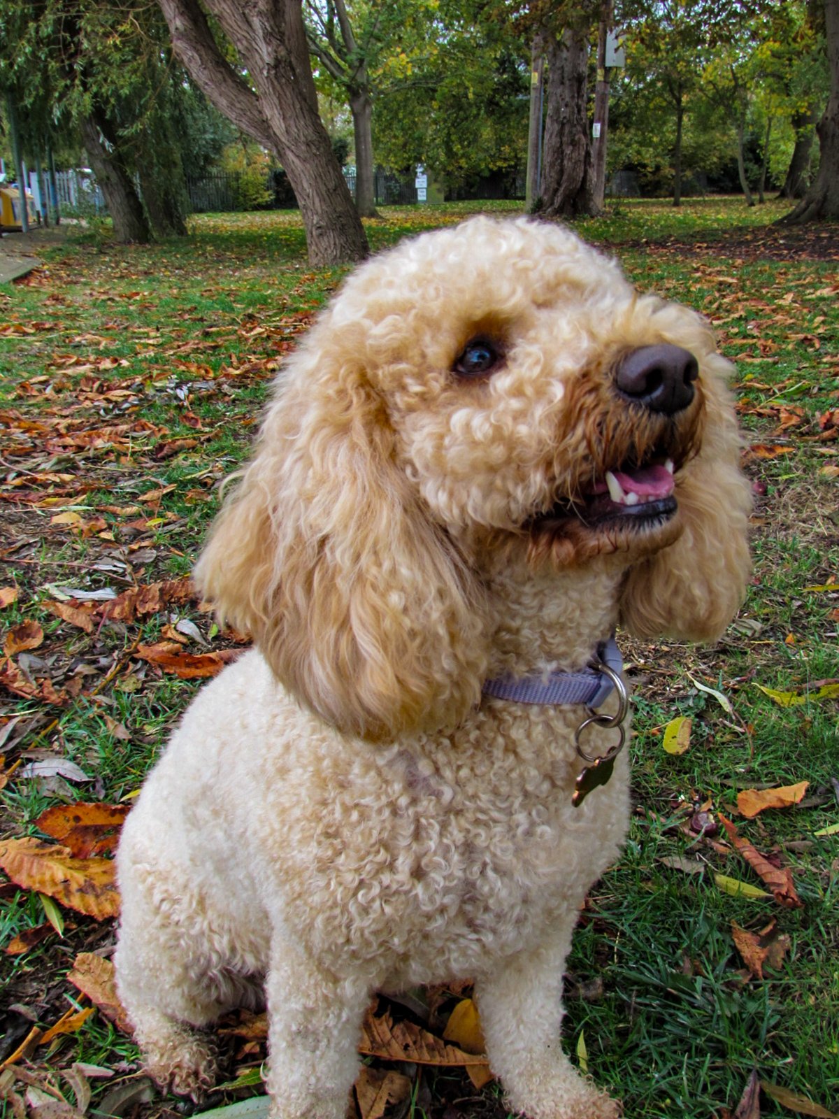 A happy, curly-haired dog sitting in a park with trees and fallen leaves.