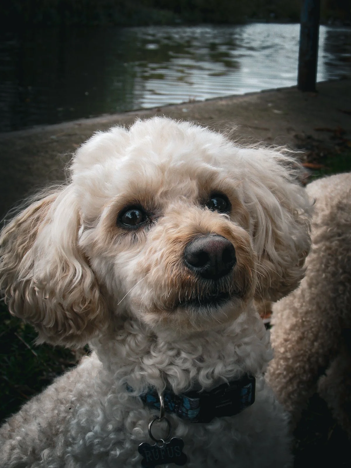 Close-up of a curly-haired cream-colored dog with a black nose, wearing a collar with a tag labeled 'RUFUS,' outdoors near water.