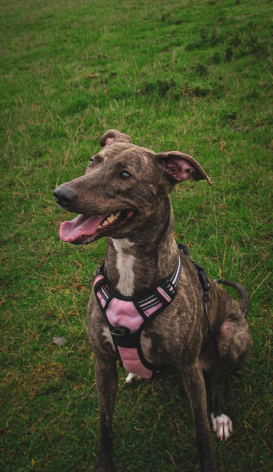 A happy brindle-colored dog with a pink harness sitting on grass in an open field.
