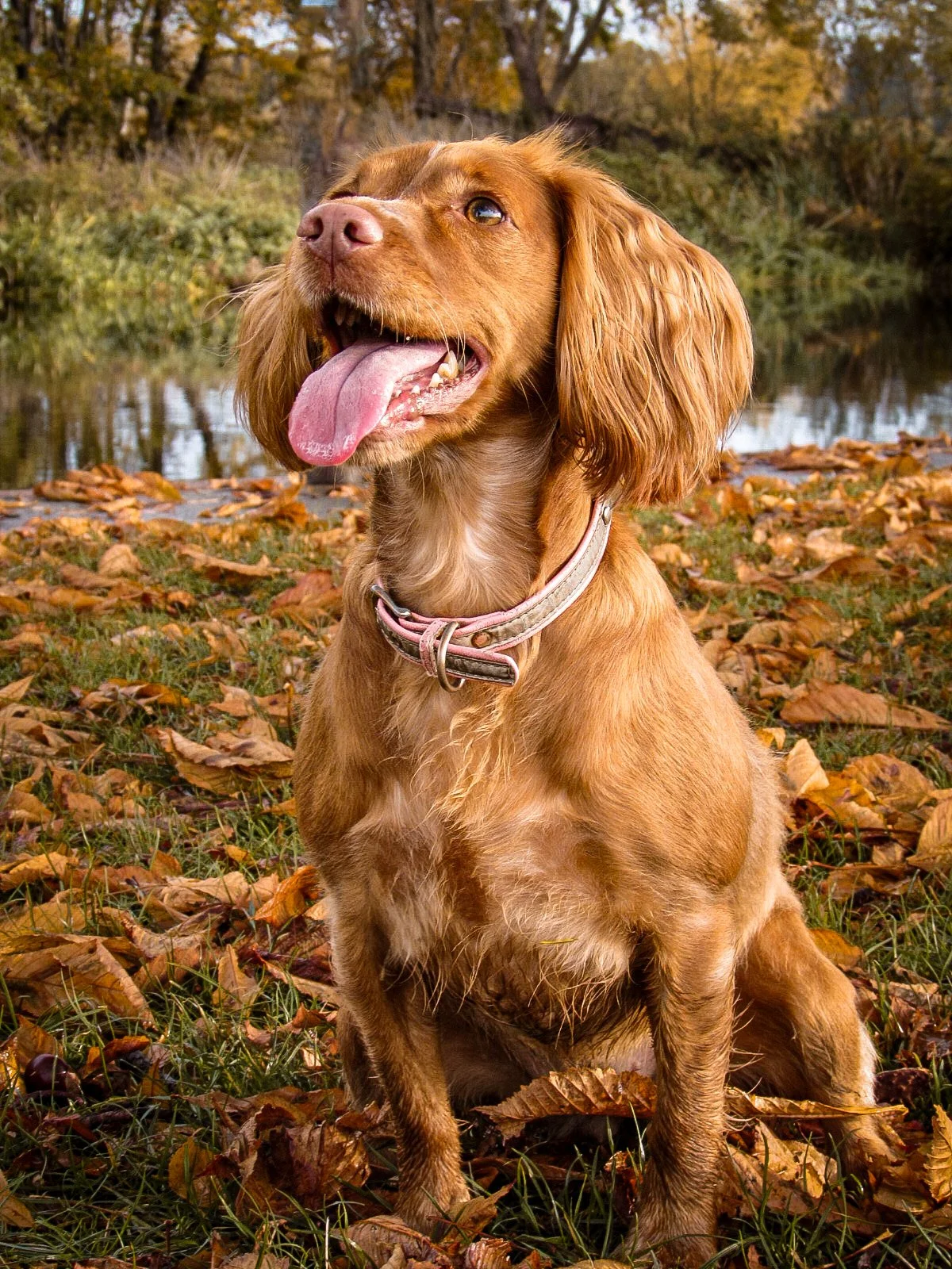 A brown dog with long ears sitting outdoors on autumn leaves by a river, smiling with its tongue hanging out.
