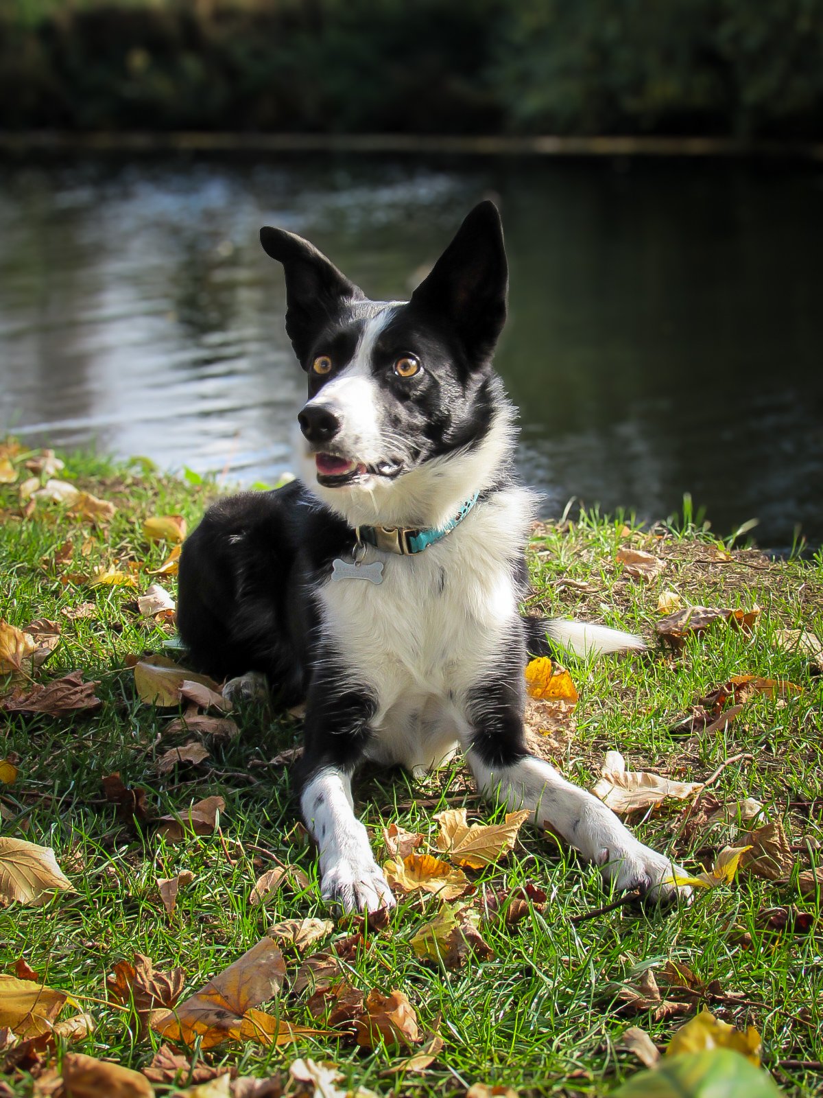A black and white dog sitting on grass near a body of water with trees in the background, autumn leaves scattered around.