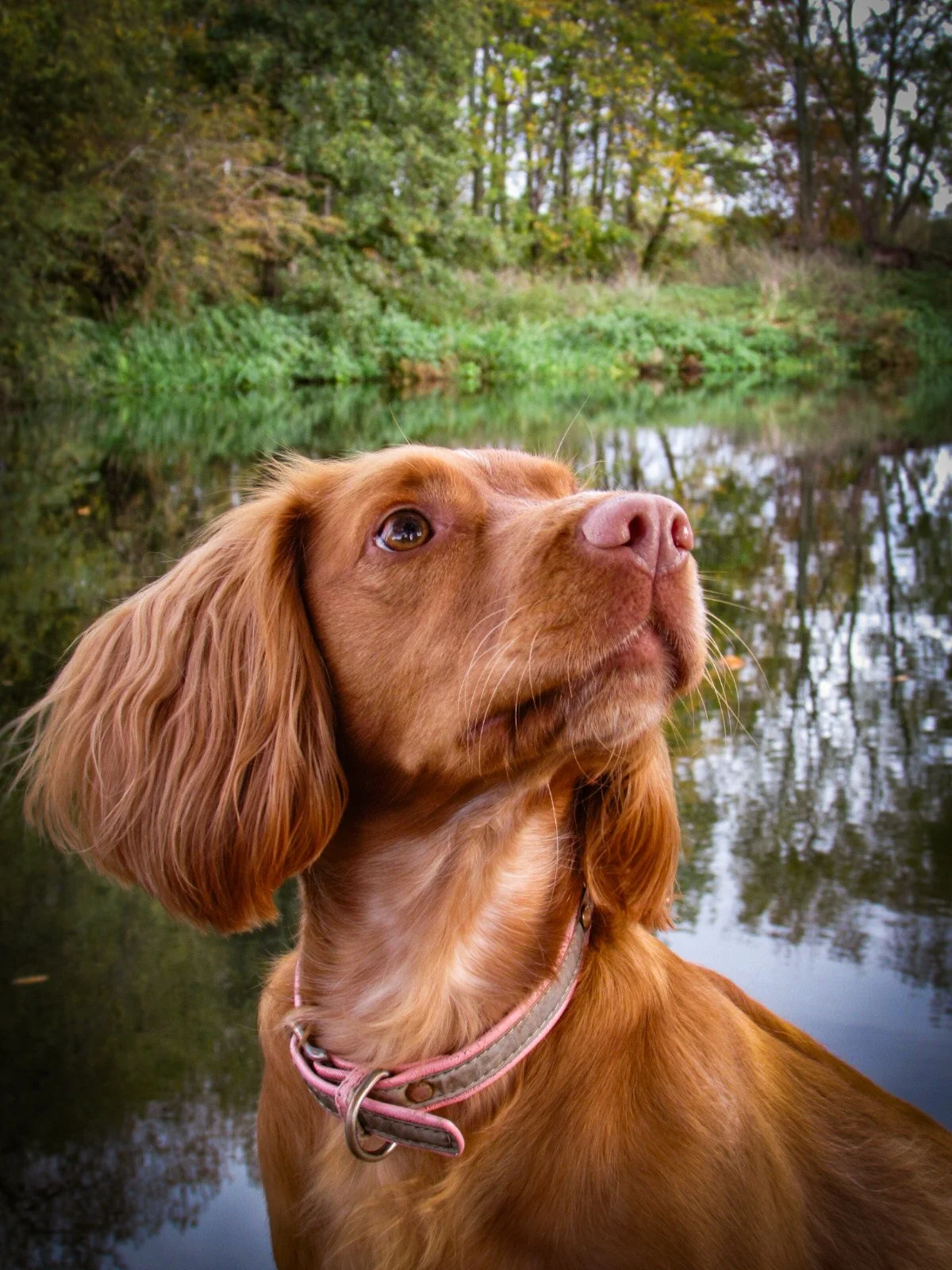 A close-up of a brown dog with long ears overlooking a calm lake with green trees and foliage in the background.