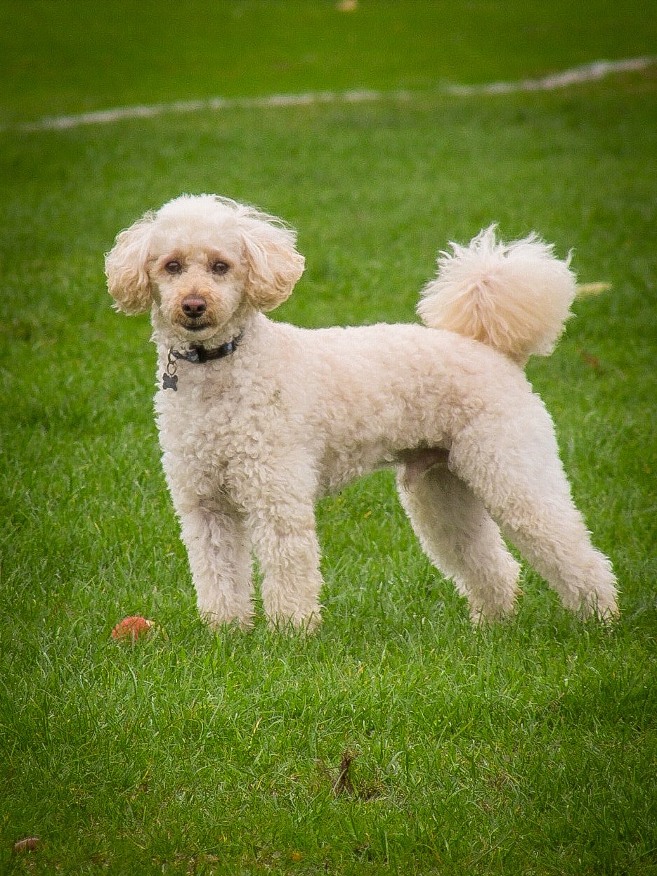 A white, curly-haired dog standing on green grass, looking at the camera, with a park or field background.