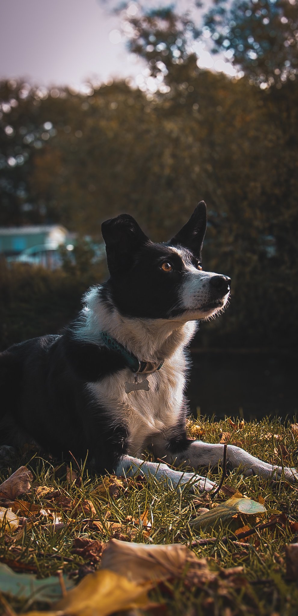 A black and white dog lying on grass with fallen leaves, looking alert outdoors during late afternoon or early evening.