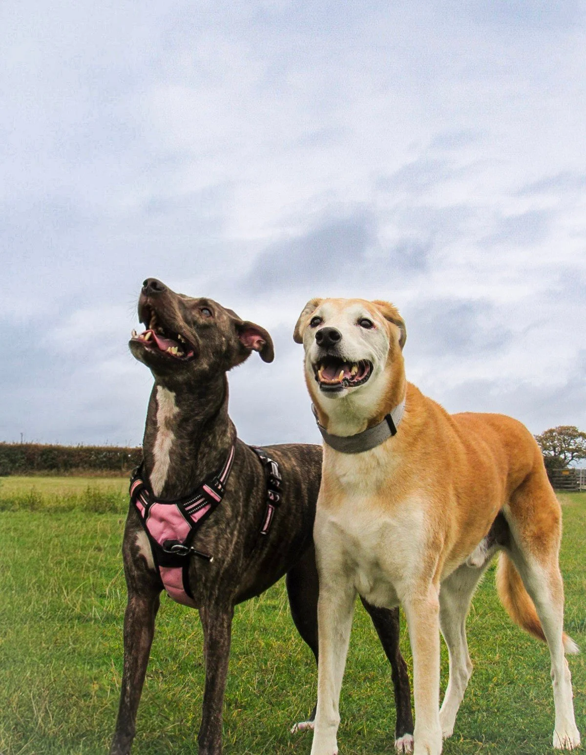 Two dogs standing on green grass in an open field, with a cloudy sky overhead.