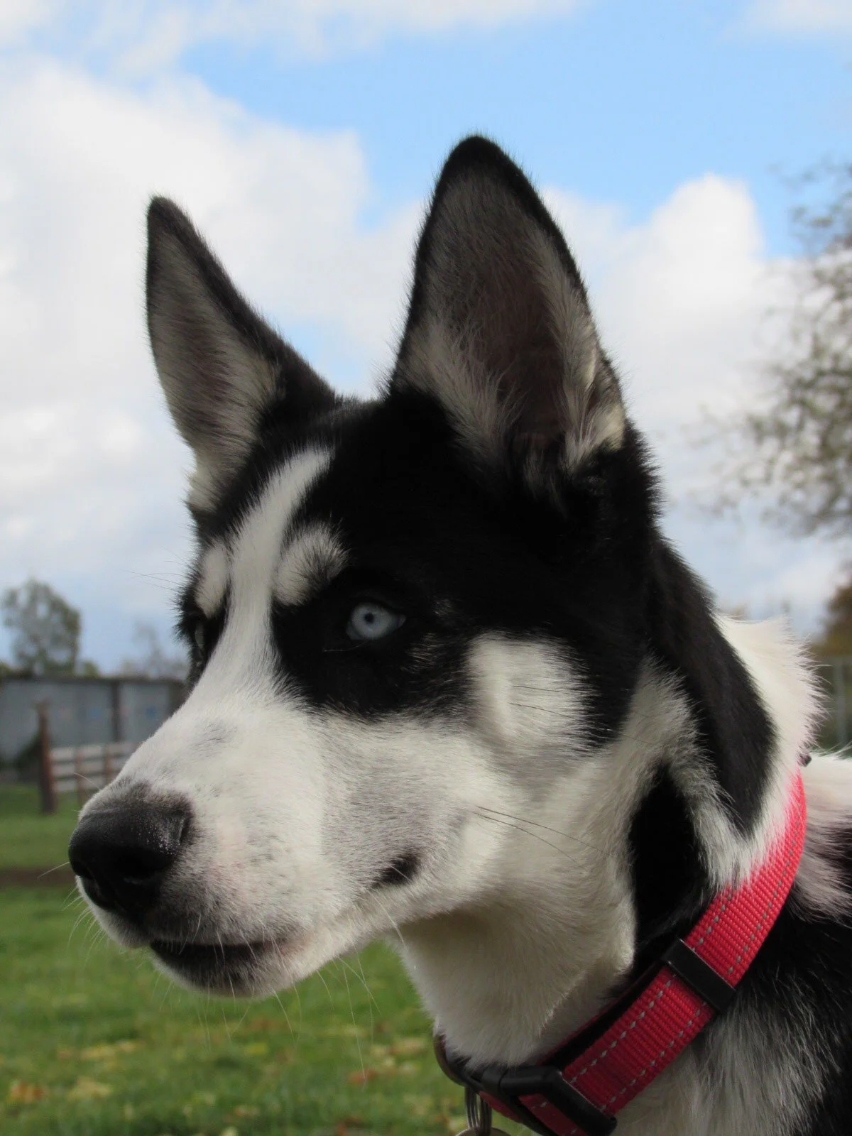Close-up of a Siberian Husky dog with blue eyes looking to the side outdoors, with a grassy area, fences, trees, and cloudy sky in the background.