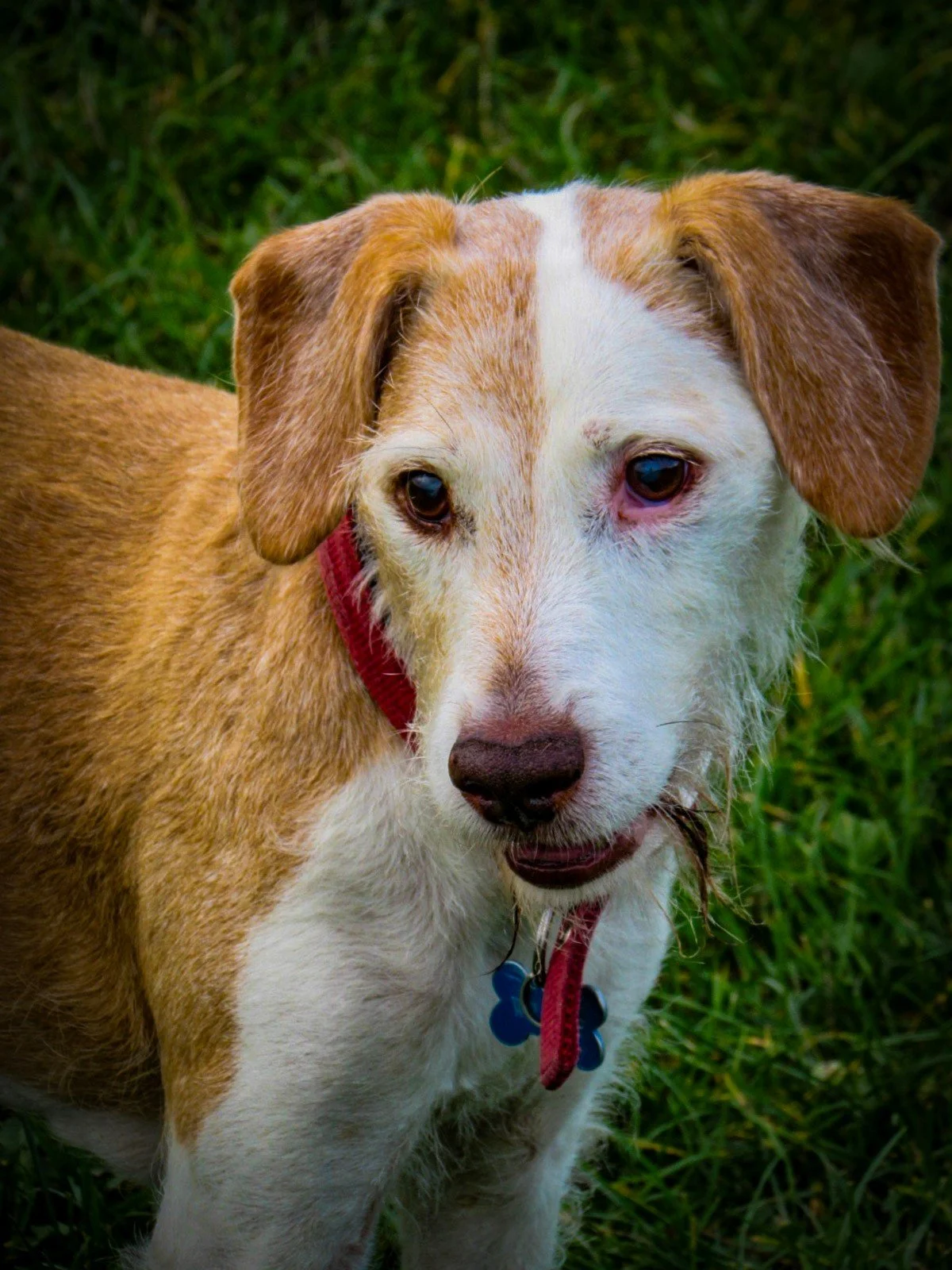 Close-up of a young dog with white and tan fur, wearing a red collar and blue tags, standing on grass.