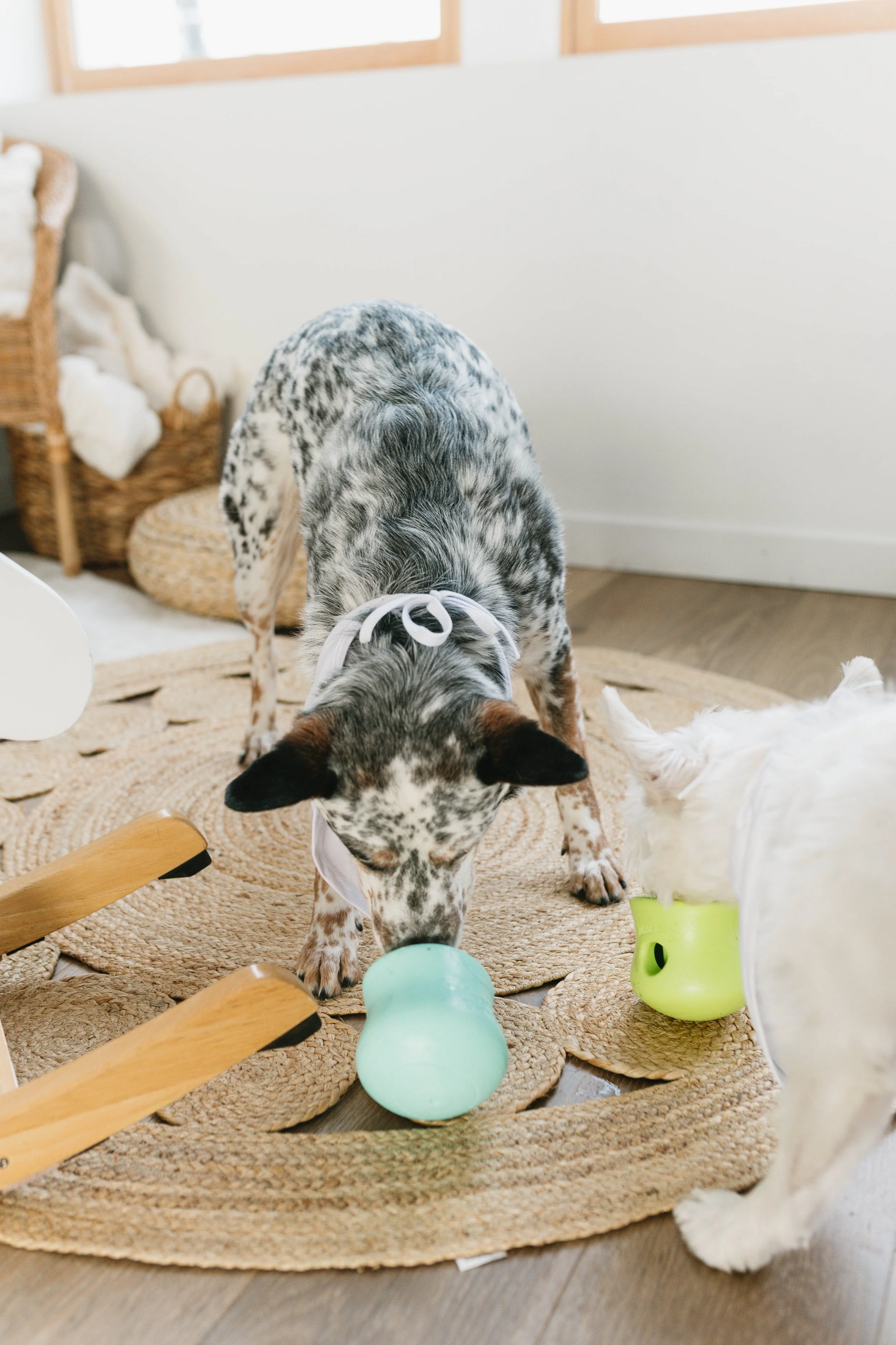Dog with a spotted coat and a white ribbon around its neck playing with a small green ceramic cup on a round woven rug in a room with hardwood floors and wooden furniture.