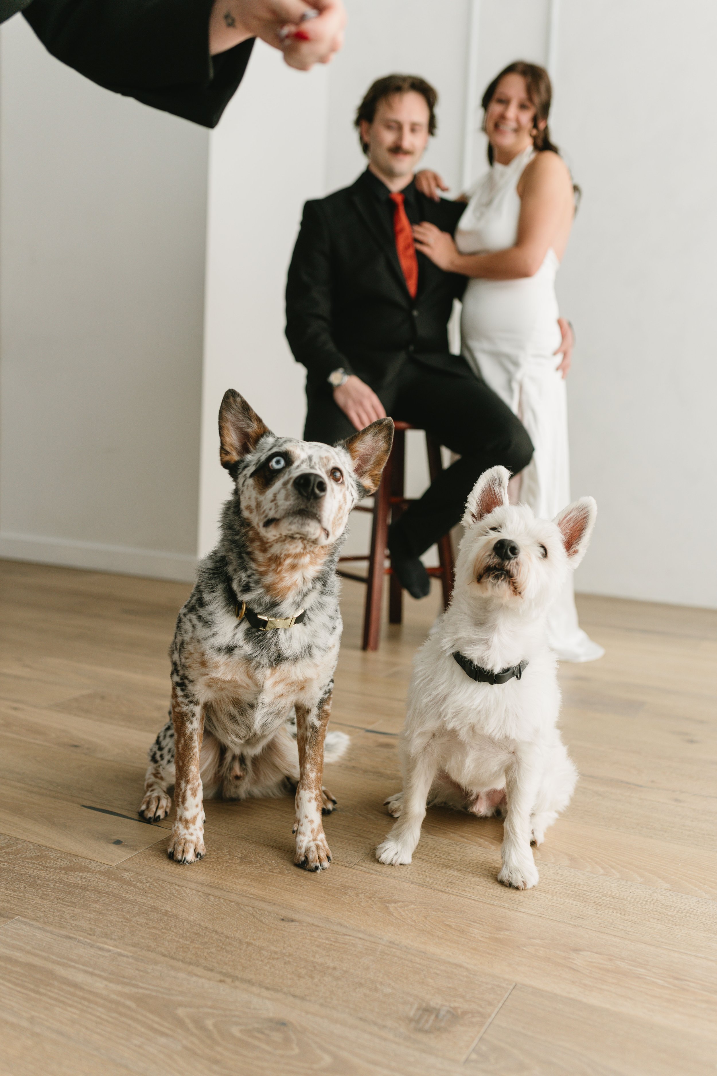 A couple dressed formally, with the man sitting on a stool and the woman standing beside him, smiling and holding him. In the foreground, two dogs sit on a wooden floor, looking up. One dog is a speckled Australian Shepherd with blue eyes, and the other is a white West Highland Terrier.