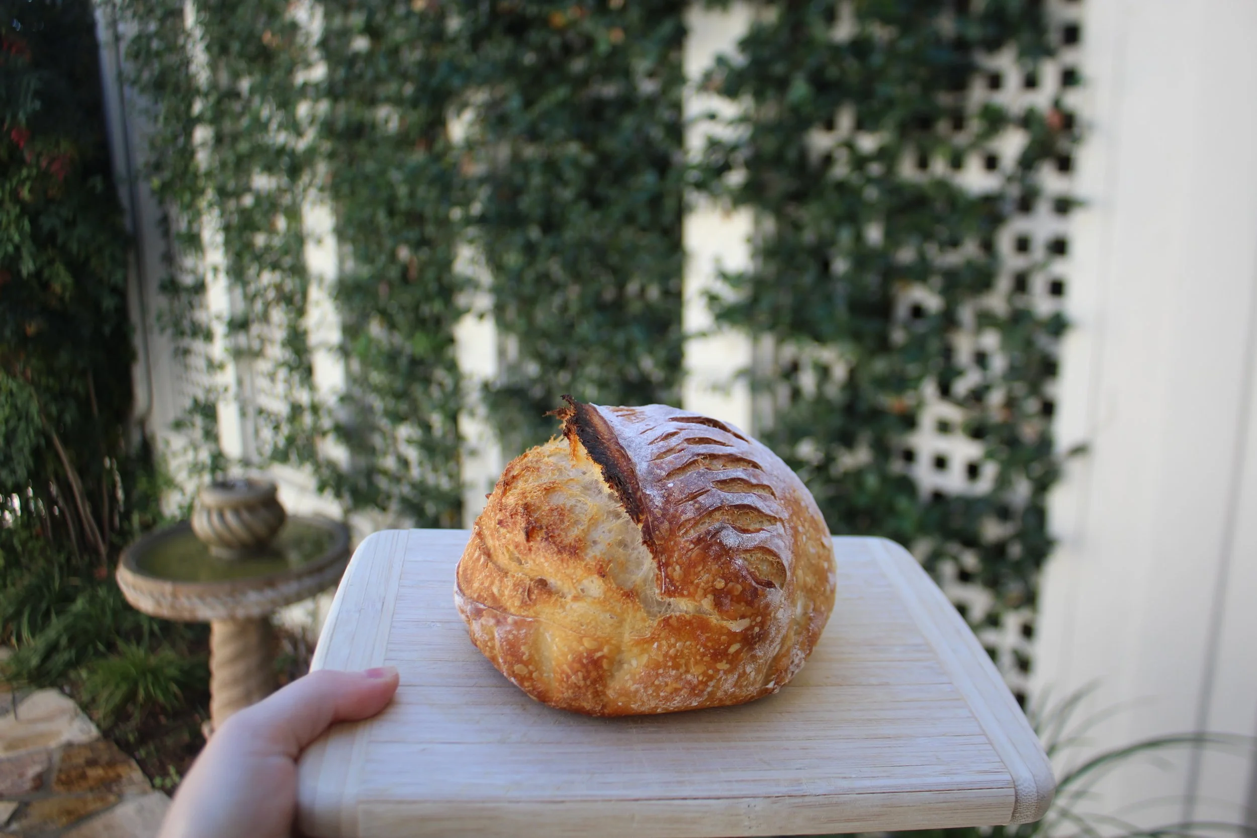 The Original Mini Sourdough Loaf