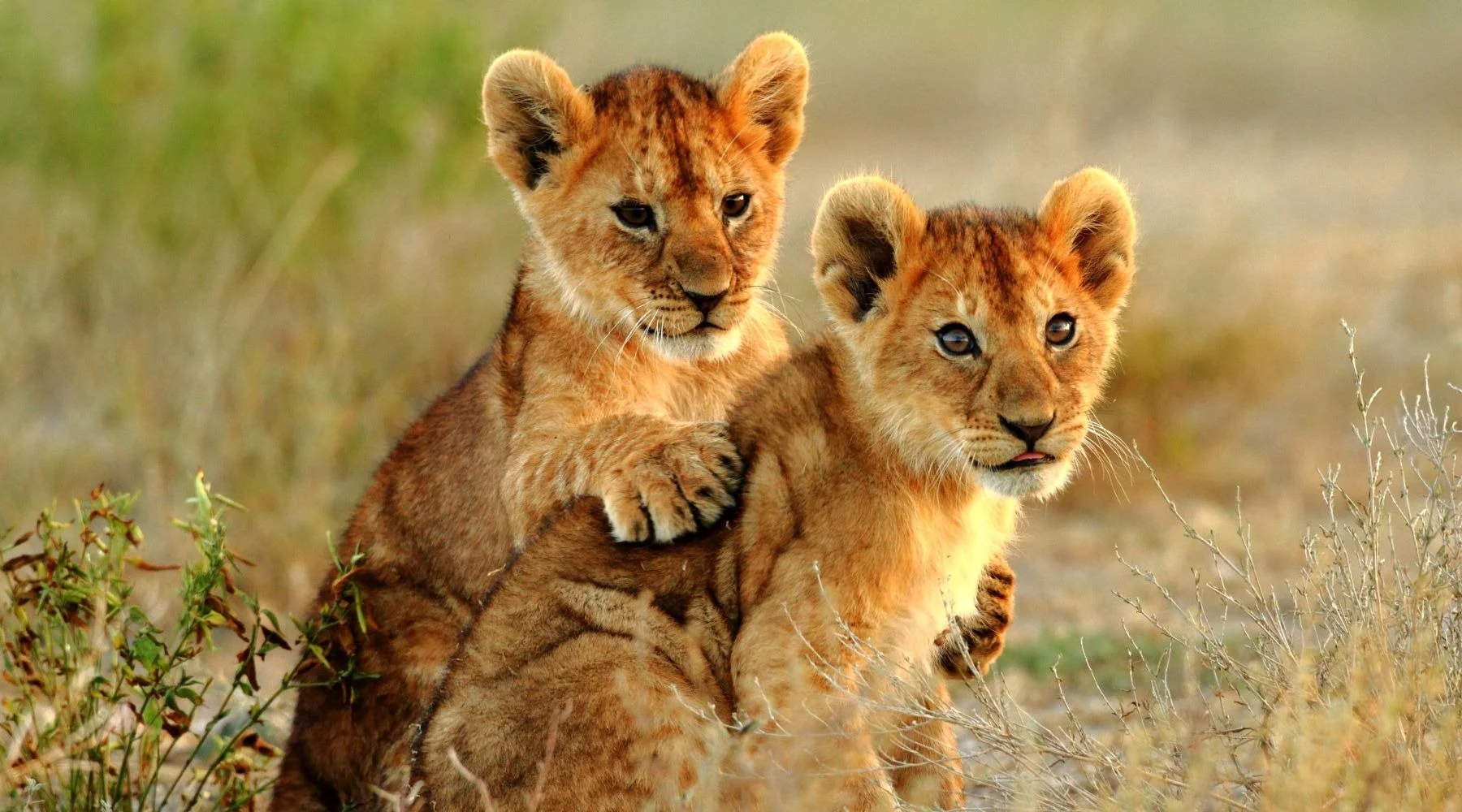 Two lion cubs sitting in a grassy area, one cub resting its paw on the other, with dry grass and plants in the background.
