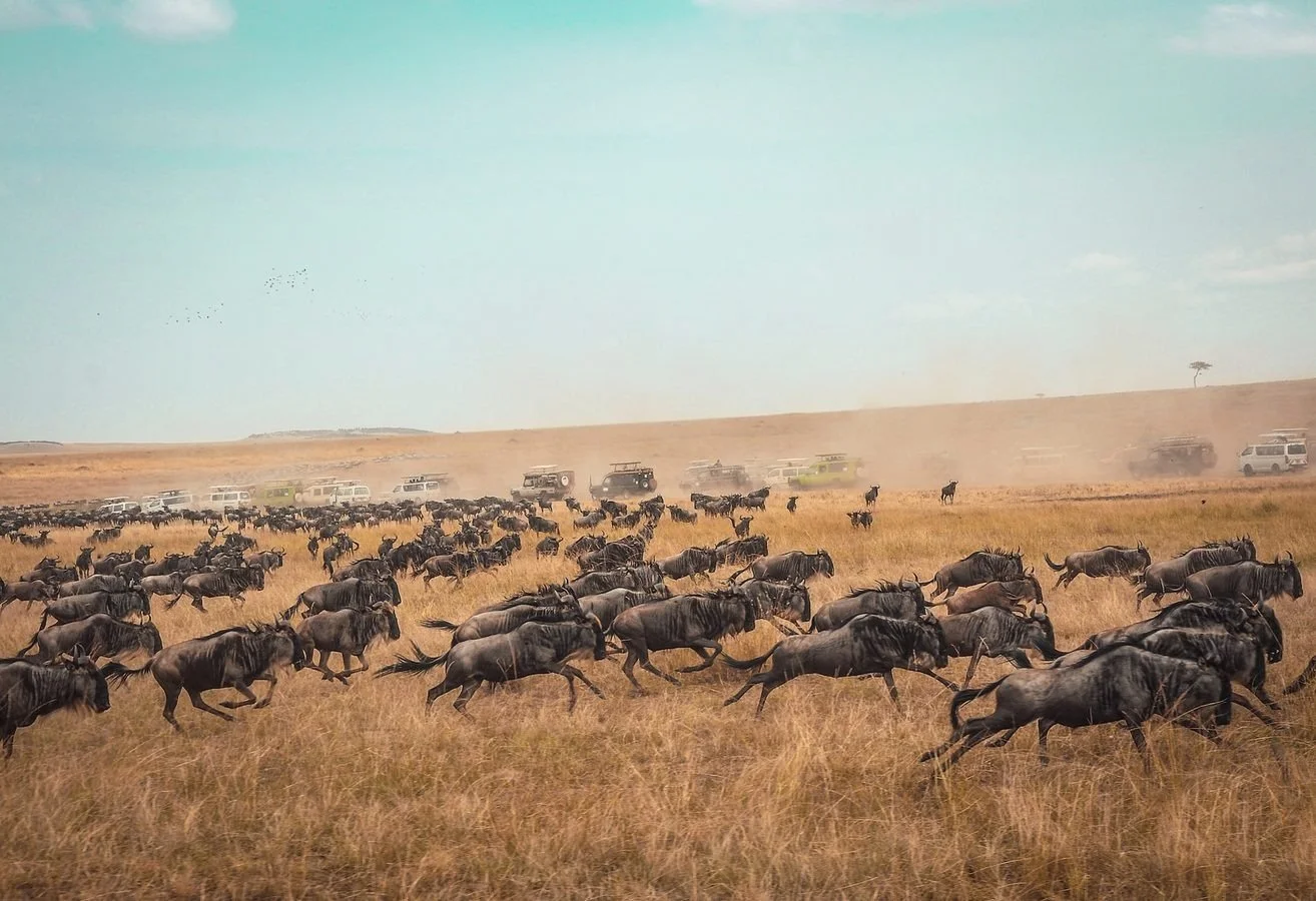 A herd of wildebeest running across a dry, grassy plain with cars and trucks in the background during daytime.