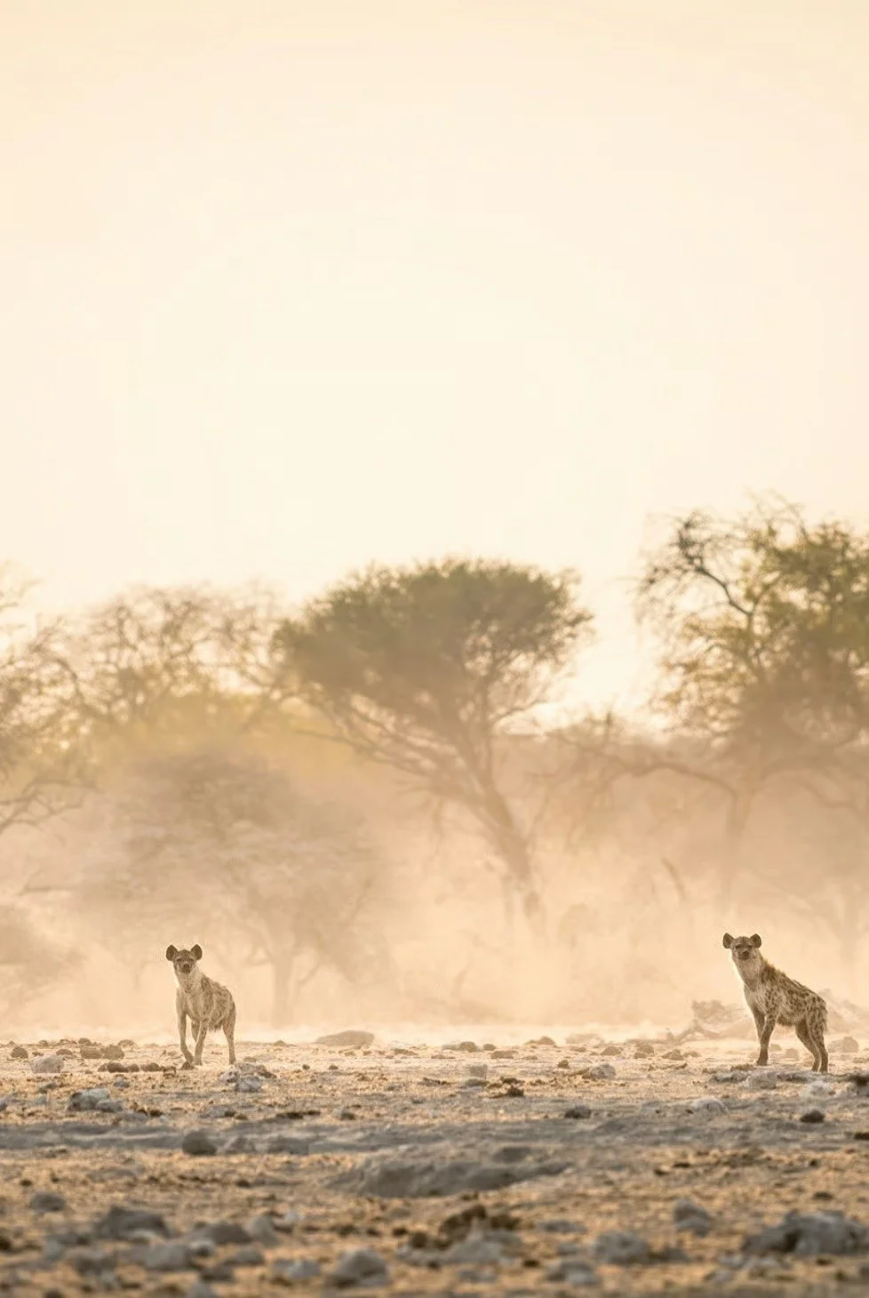 Two hyenas standing on a rocky, dusty plain with sparse trees in the background during a hazy sunrise or sunset.