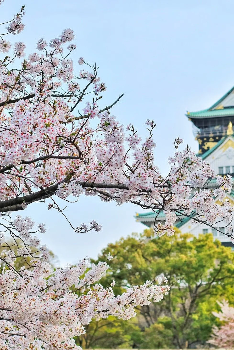 Cherry blossom tree in full bloom with a traditional Japanese castle in the background.