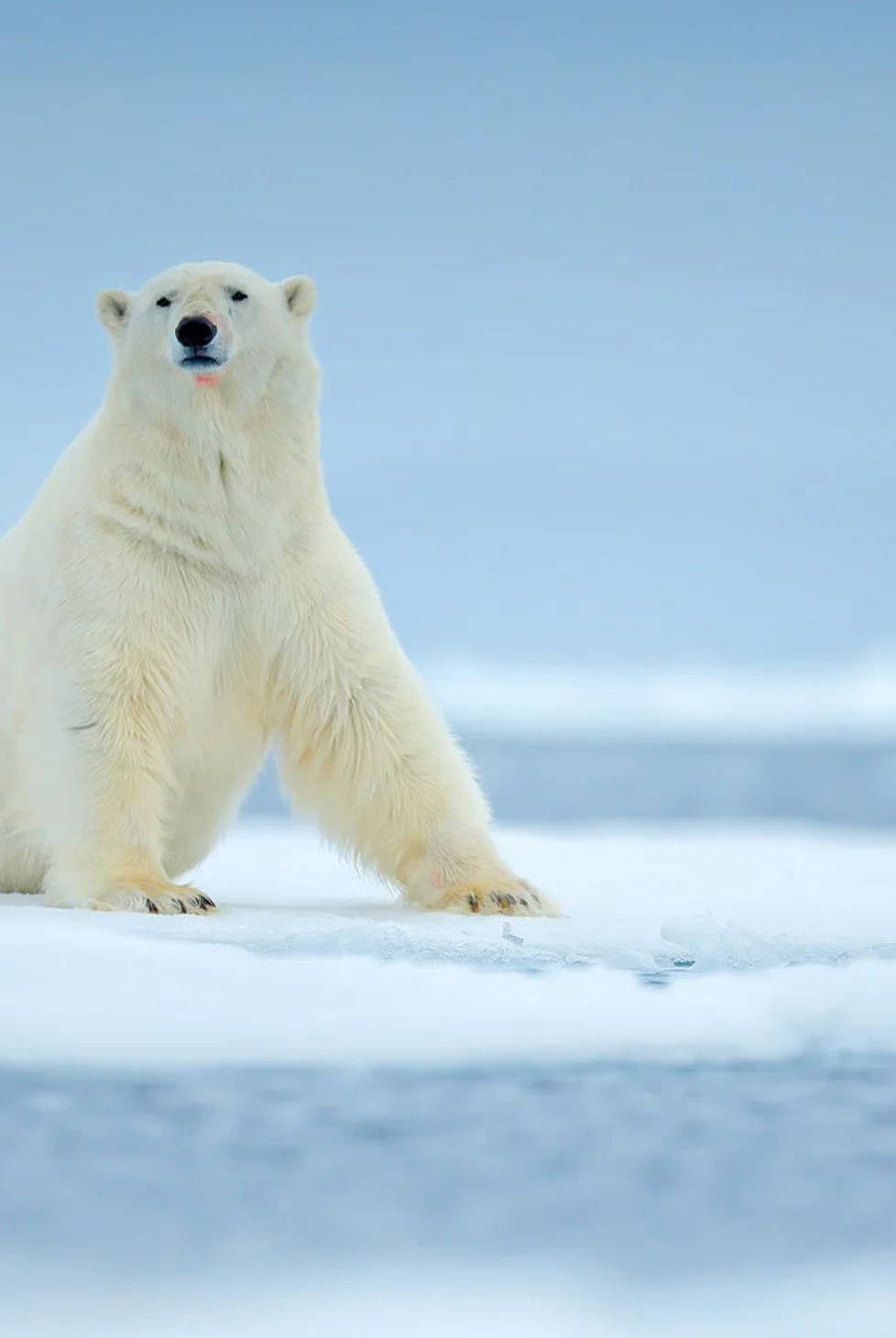 A polar bear standing on snow and ice in an Arctic landscape under a cloudy sky.