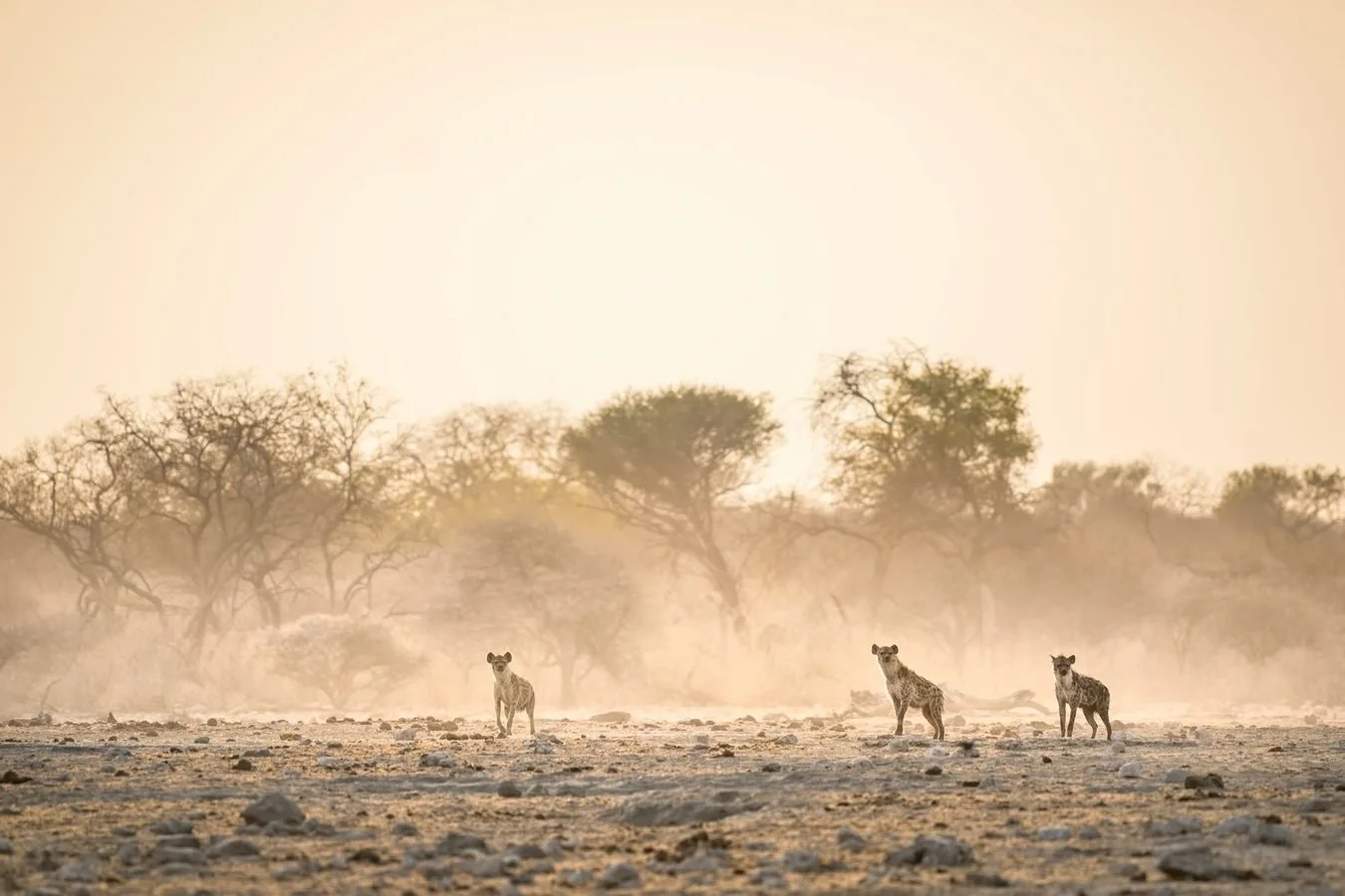 Three hyenas standing on dry, rocky terrain with trees in the background during sunset or sunrise.