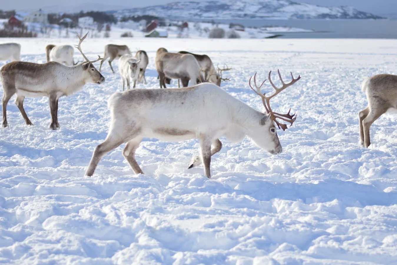 Group of reindeer walking through snowy landscape with some aiming right and others left, with a distant shoreline and houses in the background.