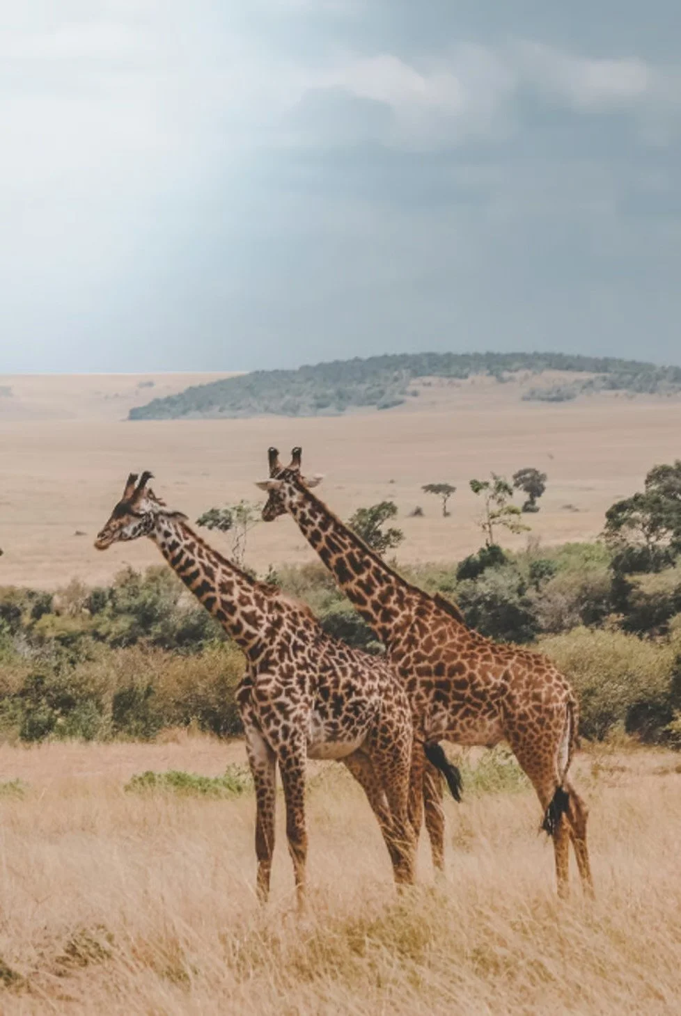 Two giraffes standing in tall grass in a savanna landscape with trees and hills in the background under a cloudy sky.