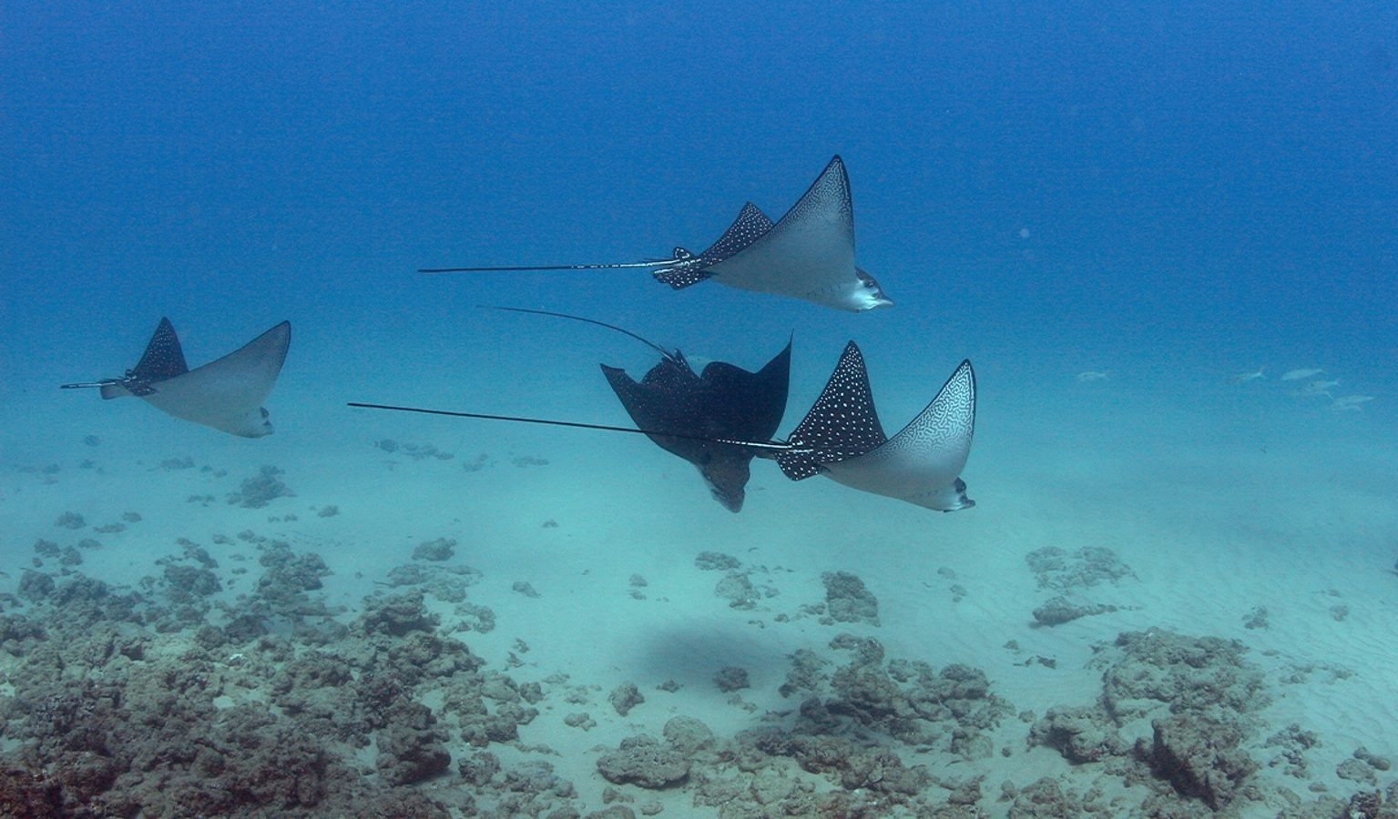 Three spotted eagle rays swimming above coral reef in clear blue water.