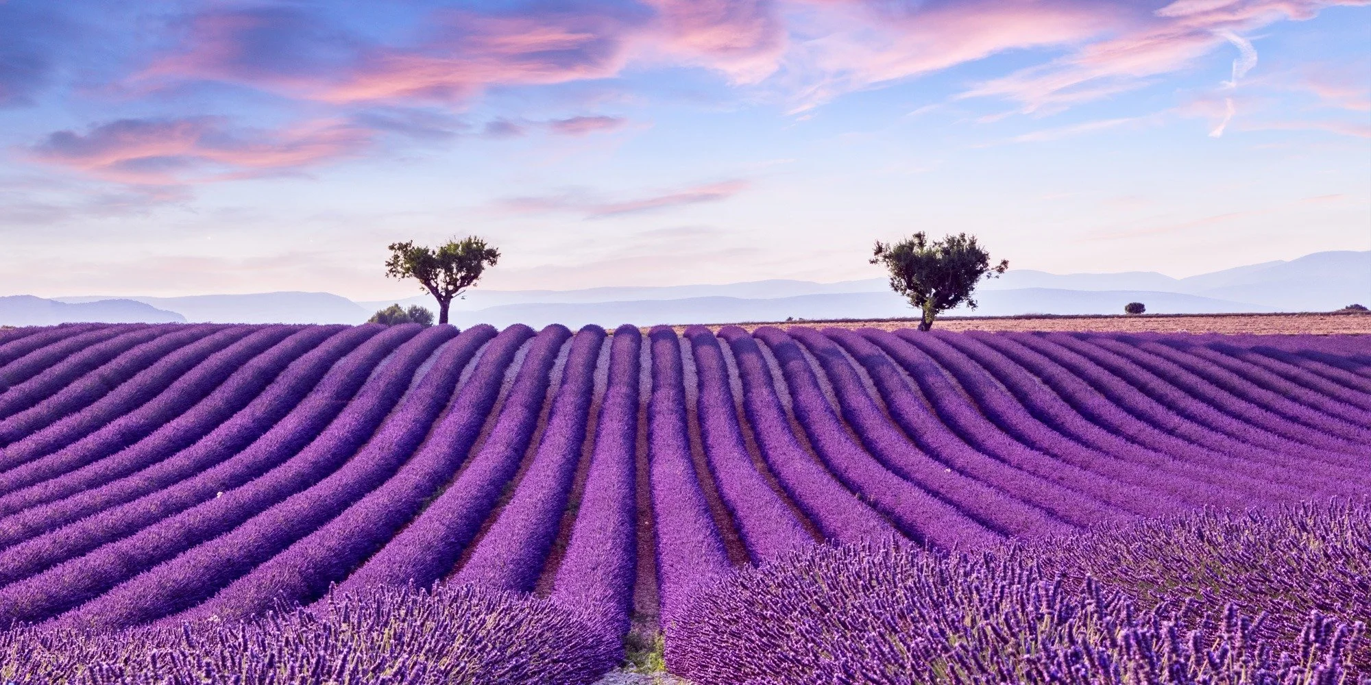 Purple lavender fields with two trees in the distance during sunset or sunrise, with mountains in the background.