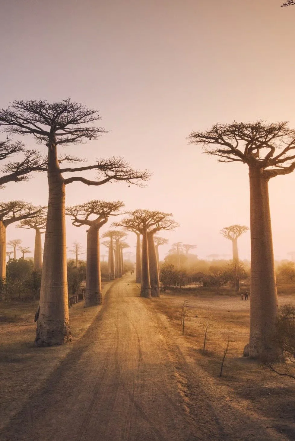 A dirt road lined with tall baobab trees in a desert landscape at sunset.