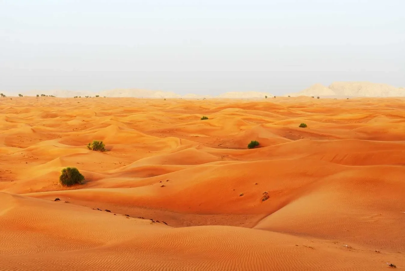 A vast desert with rolling sand dunes and sparse green bushes under a clear sky.