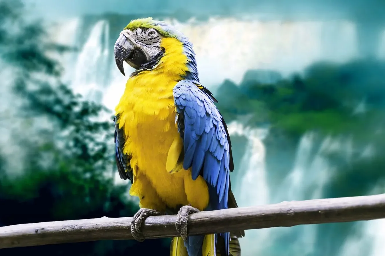 A colorful blue and yellow macaw perched on a branch with a waterfall and lush greenery in the background.