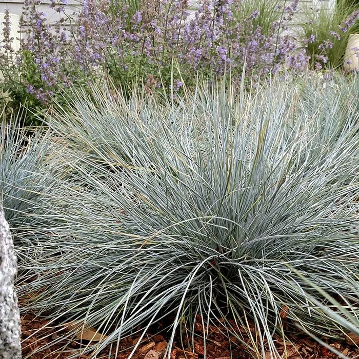 2-festuca-glauca---costa-farms-silver-foliage.jpg