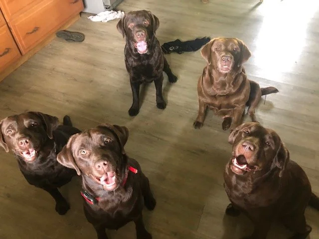 Who doesn't like a bunch of chocolate Labs ready to play?!