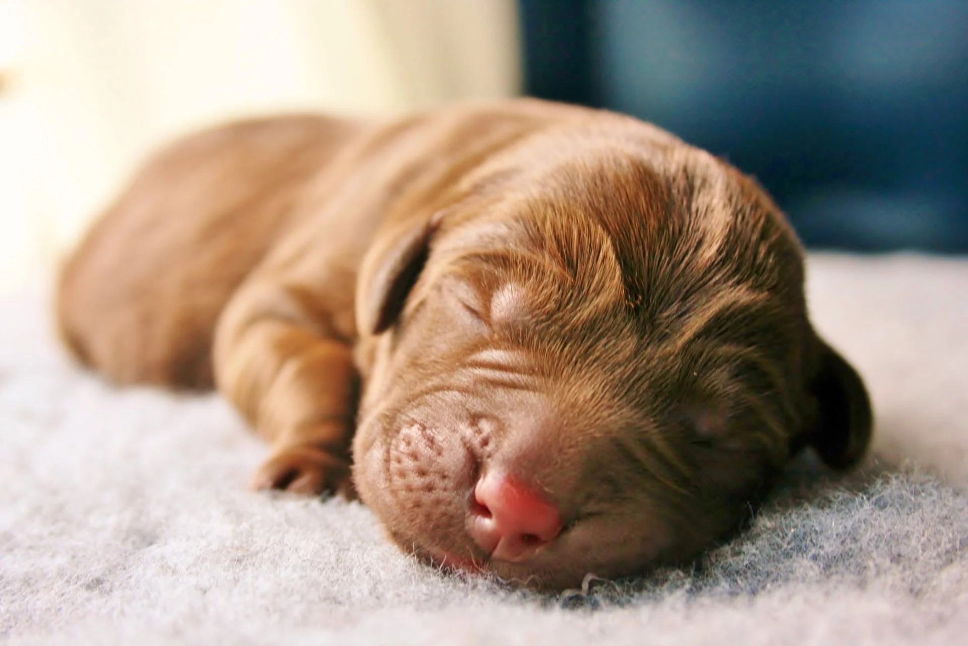 Newborn pup chillaxing!
