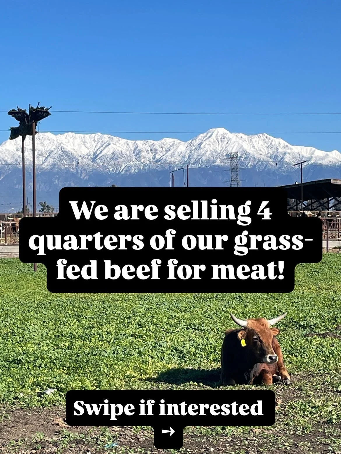 Here&rsquo;s your chance to get a good deal on healthy meat! Thank you for supporting your local farms. 🌱💚