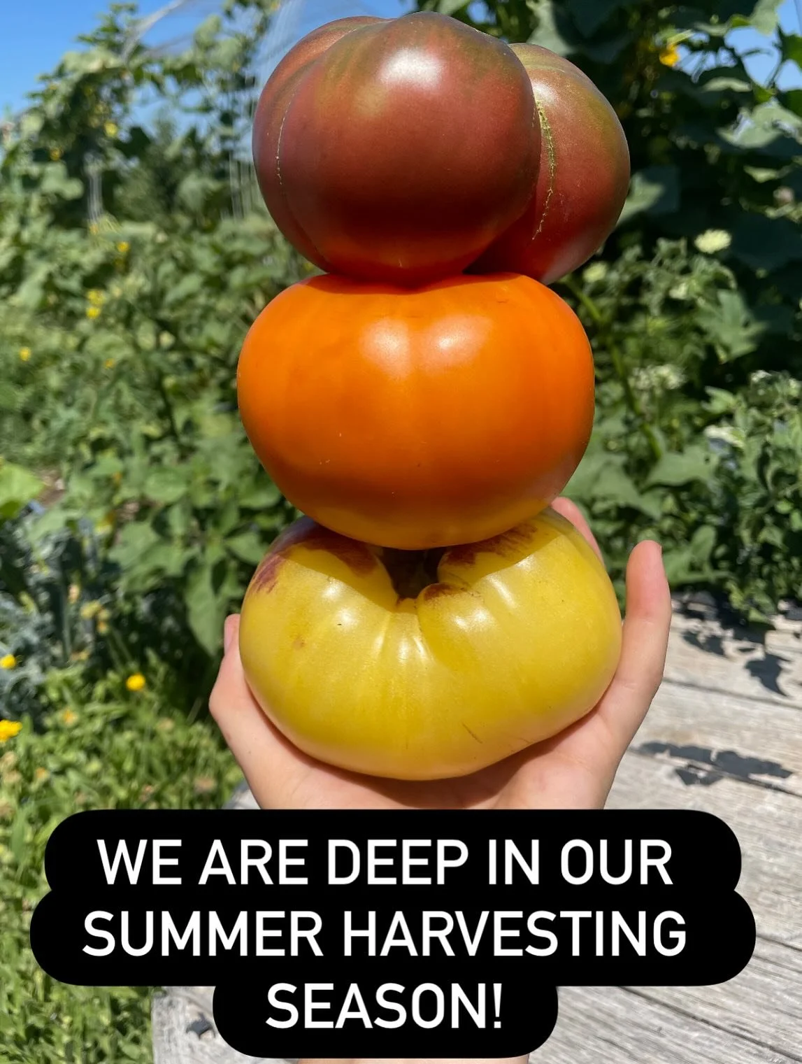 Join the CSA now! We are knee deep in our summer veggies. Our heirloom tomatoes, cucumbers, summer squash, and peppers are fully in season. Plus we have many other veggie options as well! Support you local farm my DMing me directly if you&rsquo;re in