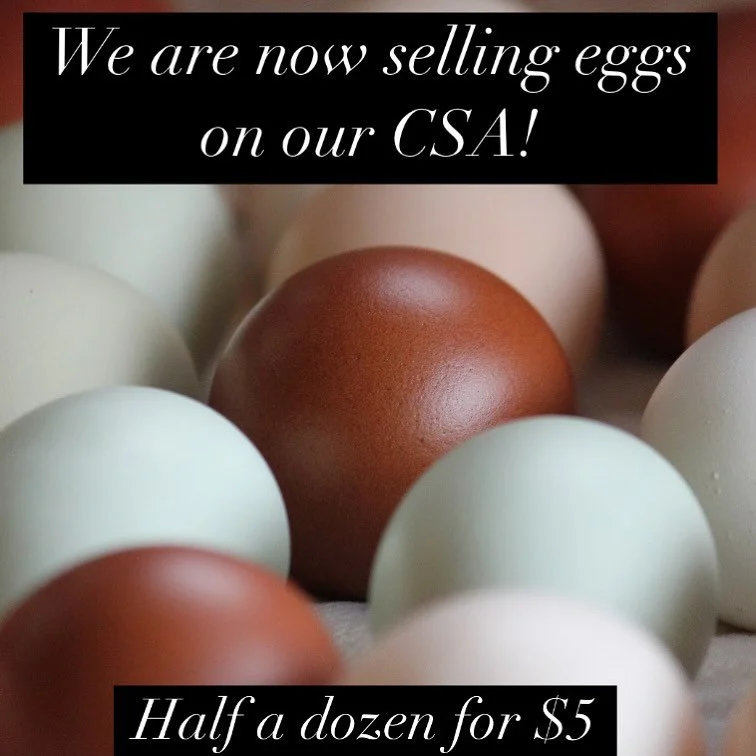 Eggs are for CSA ONLY. Dm me to join the CSA for the opportunity to support your local farms and buy fresh organic produce, meat, and eggs!