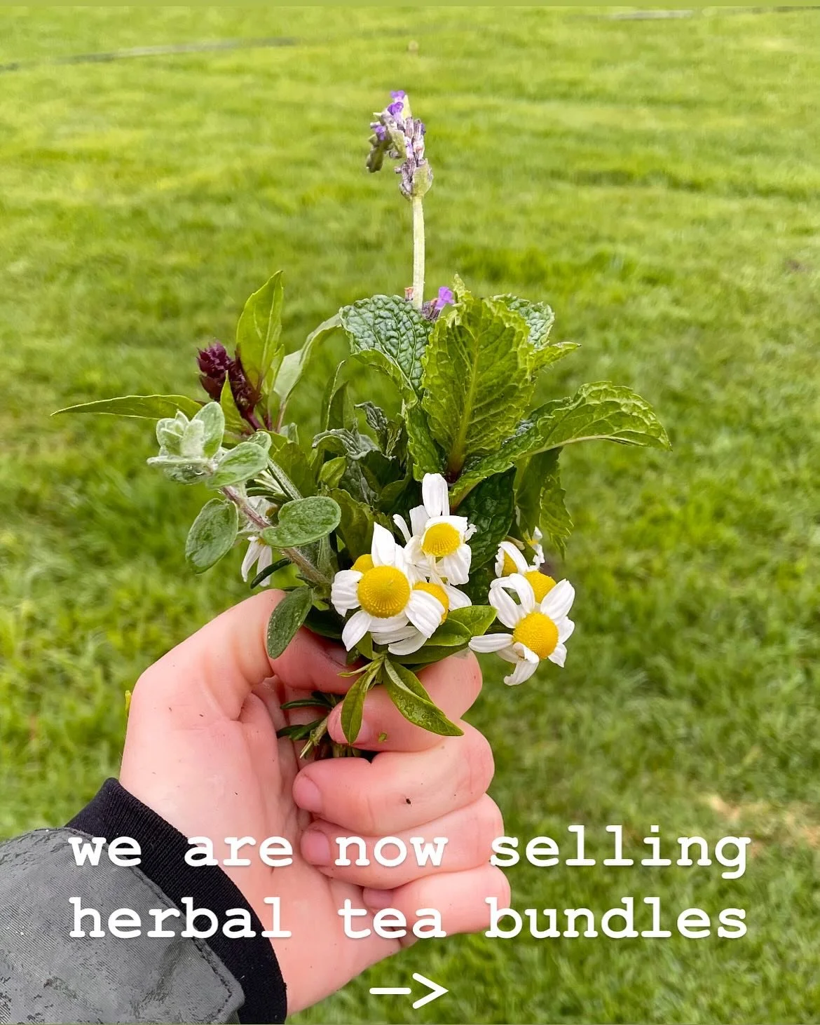 The herbal tea will be sold through our CSA. Dm me if you have any questions.
How to make our herbal tea: 
Boil two cups of water. 
Take the rubber band off the tea bundle and put it in the water. 
Let steep for 4 minutes. 
Enjoy!