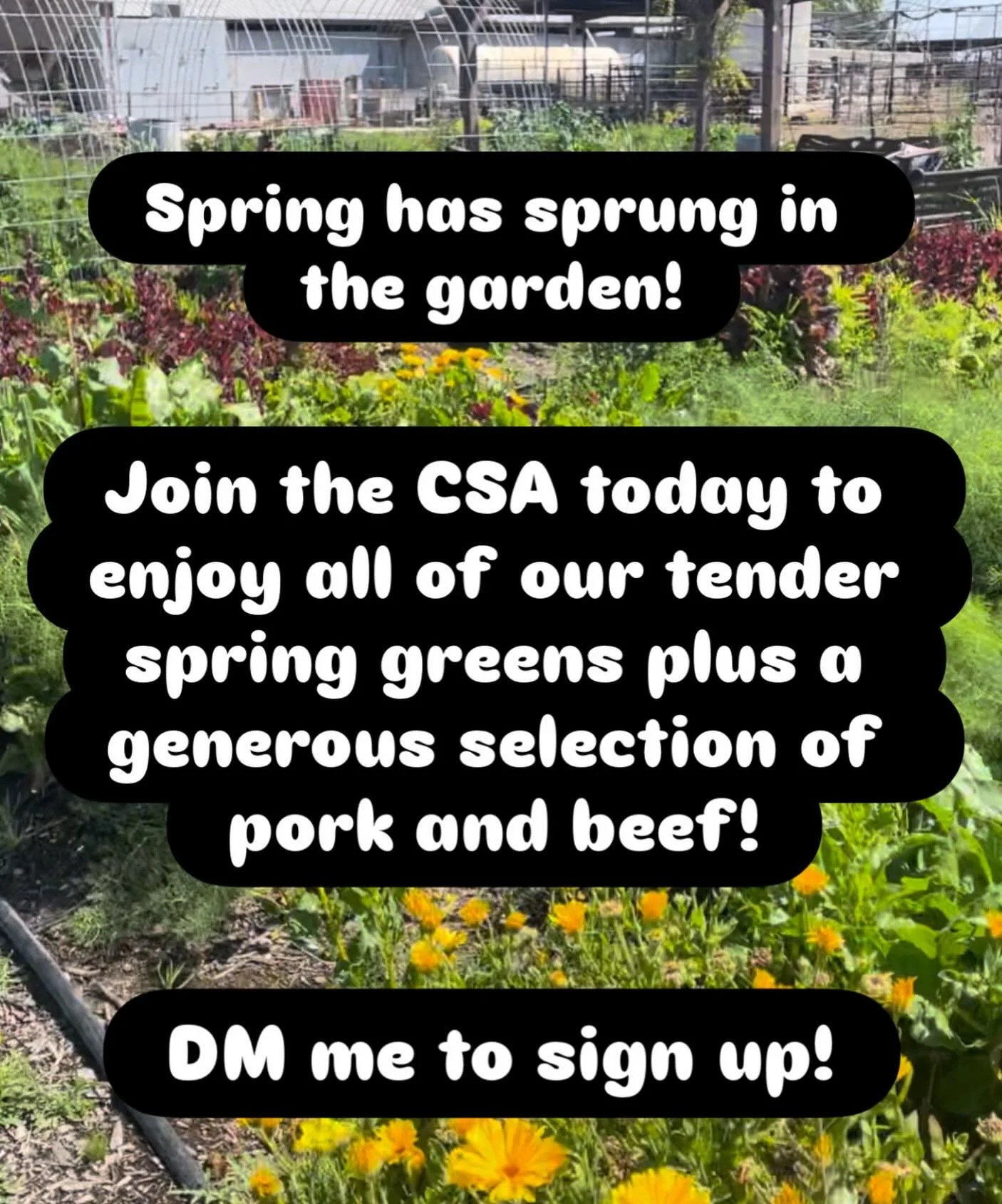 Spring (and some summer) veggies are here! Enjoy a taste of the garden each week by signing up for the CSA! 🌱💚