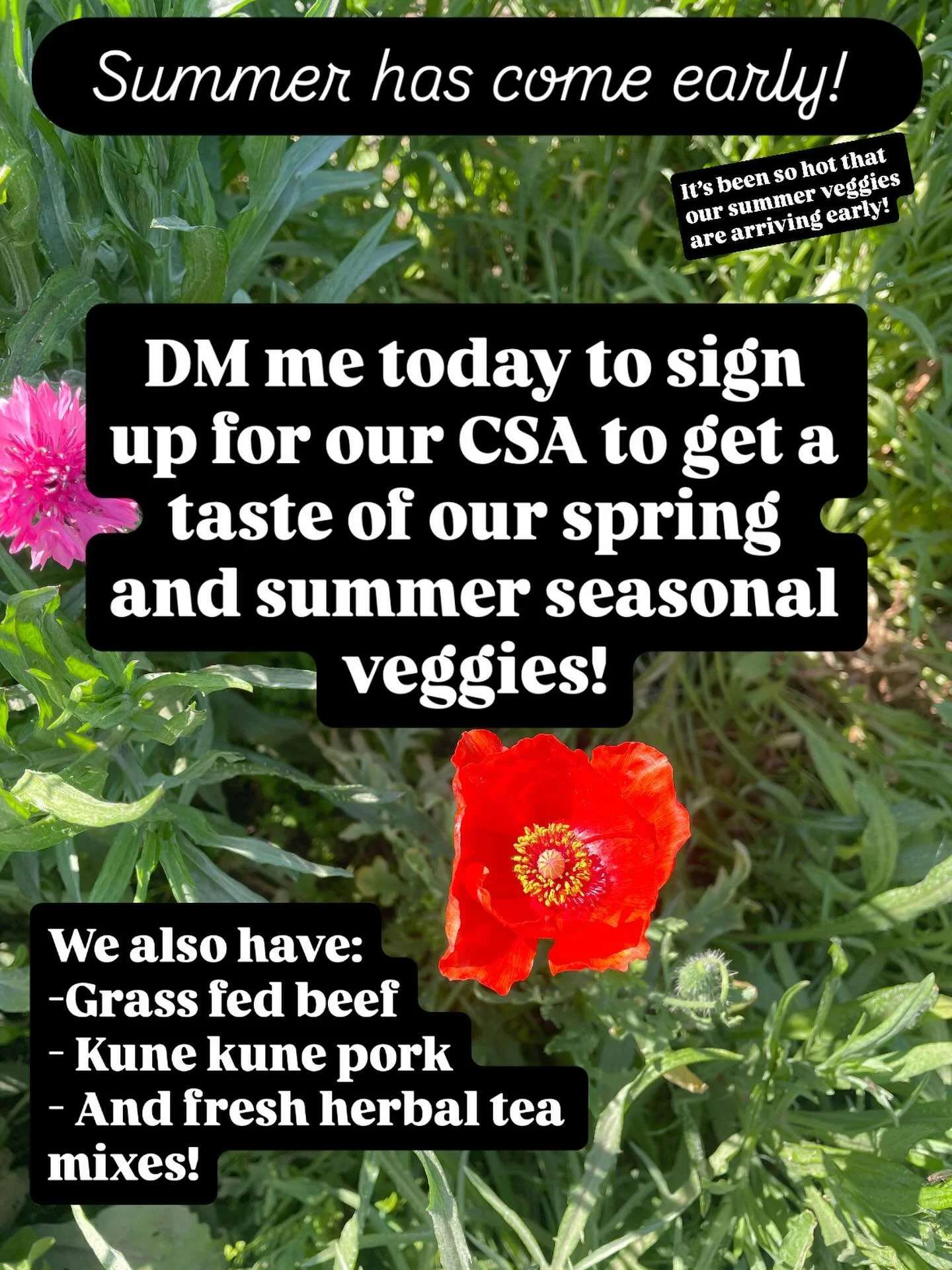 DM me if you have any questions or if you&rsquo;d like to sign up for the Amy&rsquo;s Farm CSA🌱💚