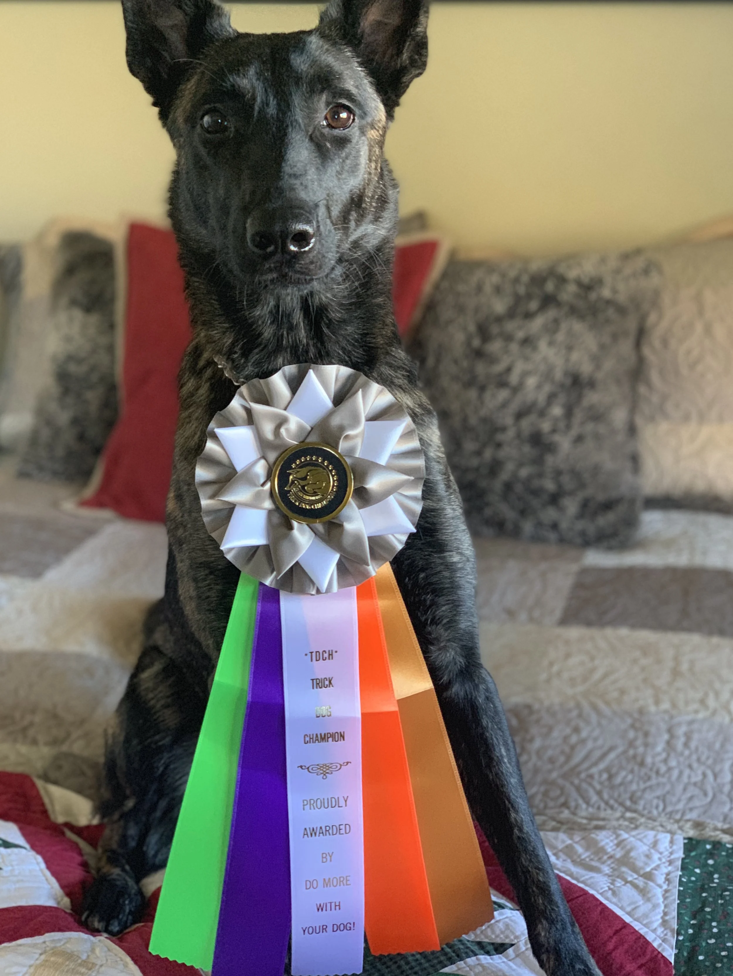 Do More with your dog