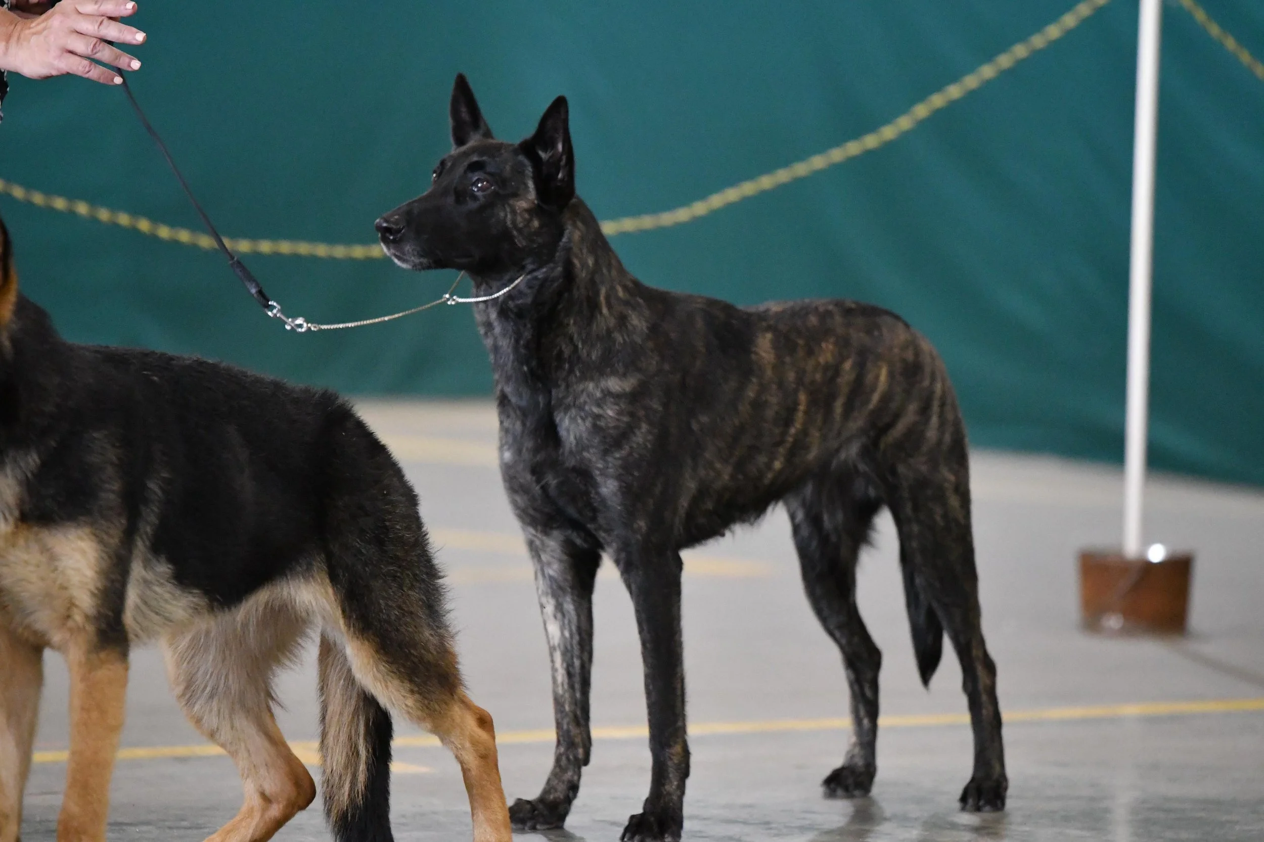 Conformation and the Dutch Shepherd: Evaluating Excellence in the Ring