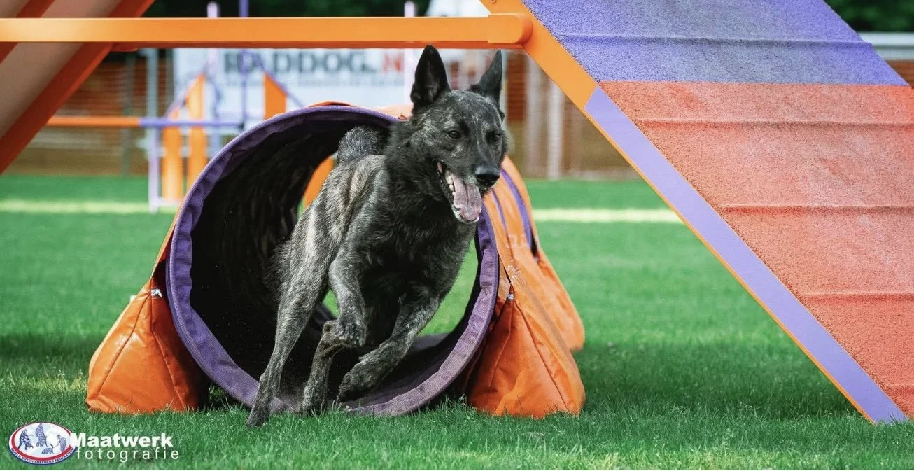 Why the Dutch Shepherd Is Built for Agility