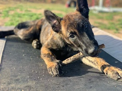 Dutch Shepherd Puppy!